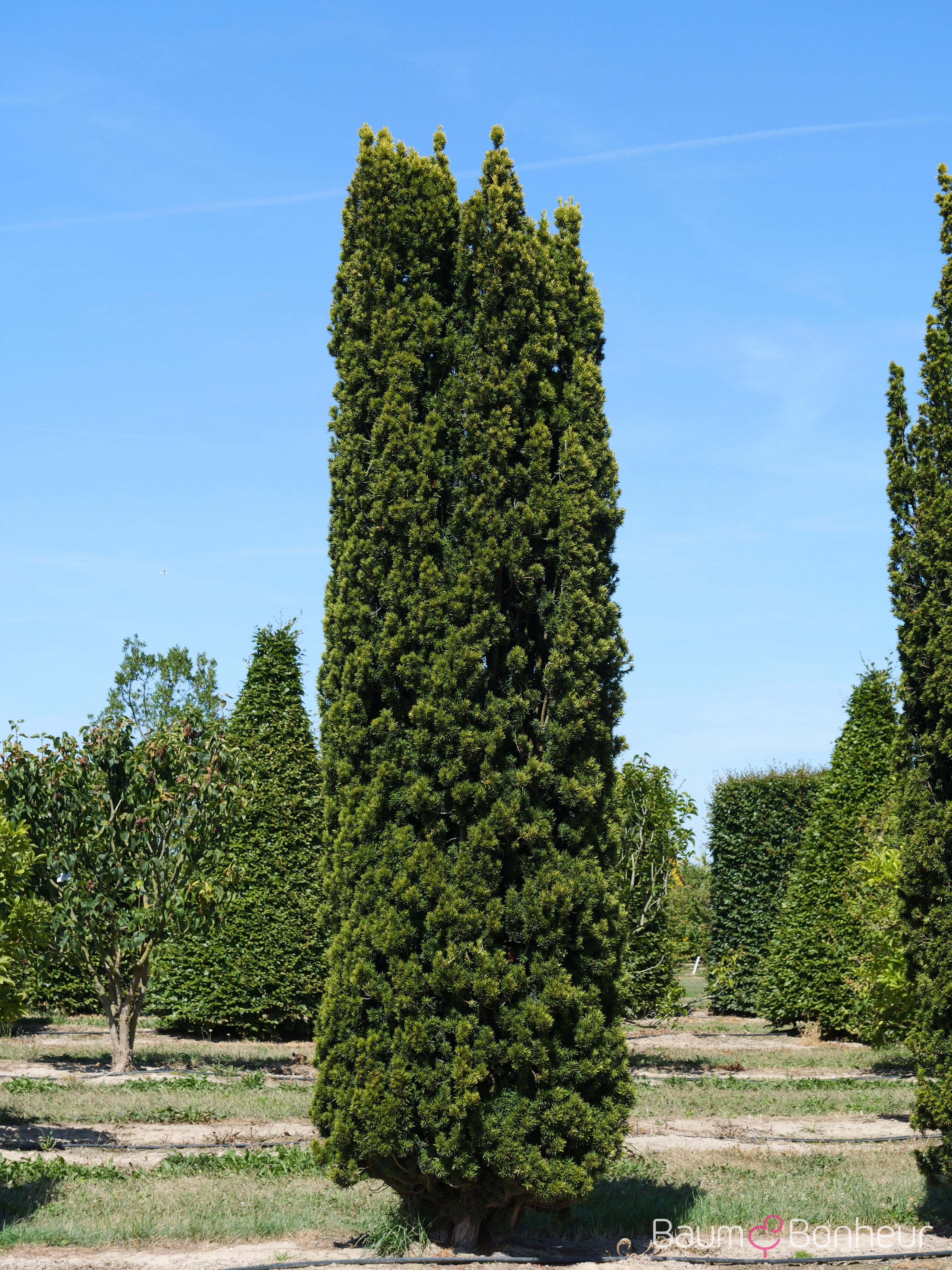 Taxus baccata 'Fastigiata Aureomarginata'