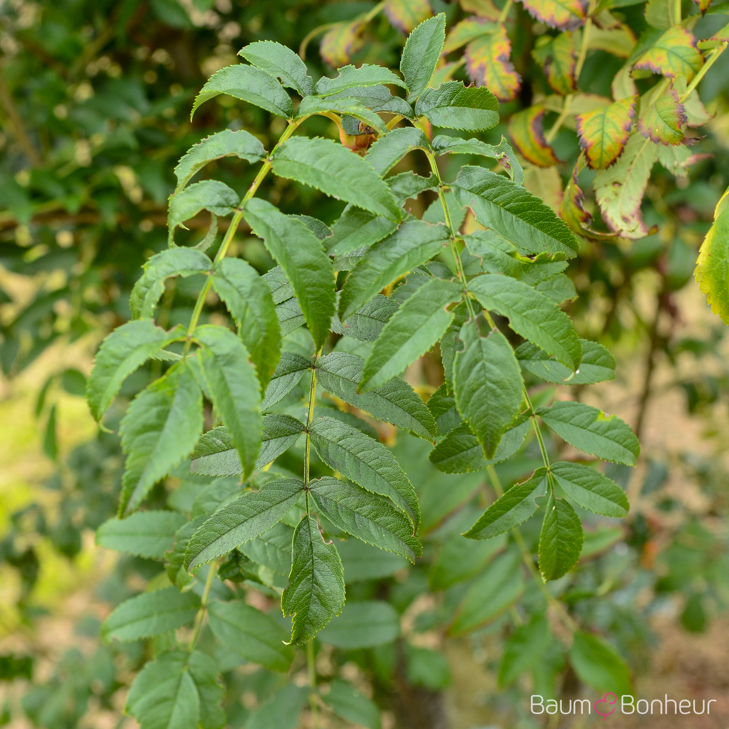Sorbus serotina