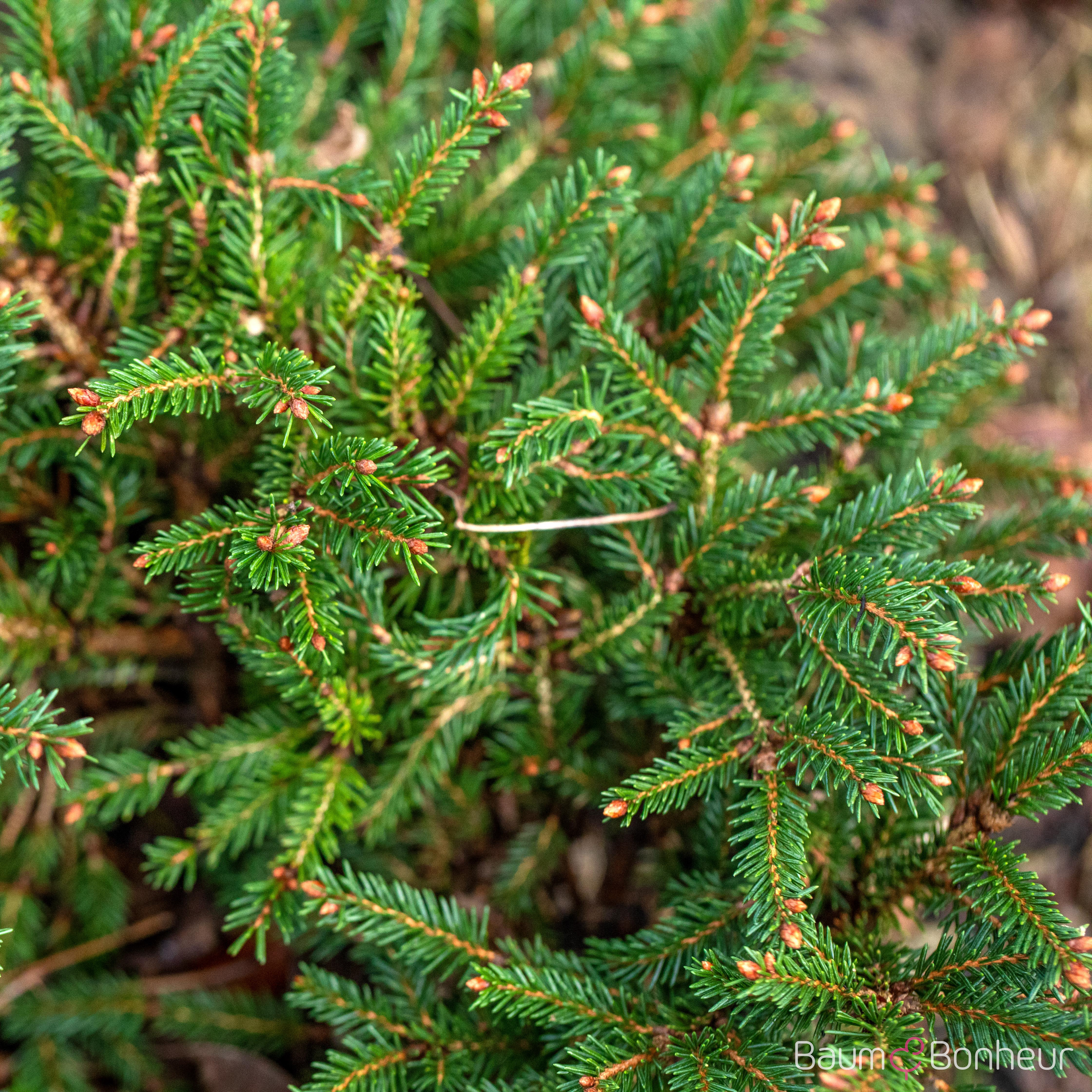 Picea abies 'Pygmaea'