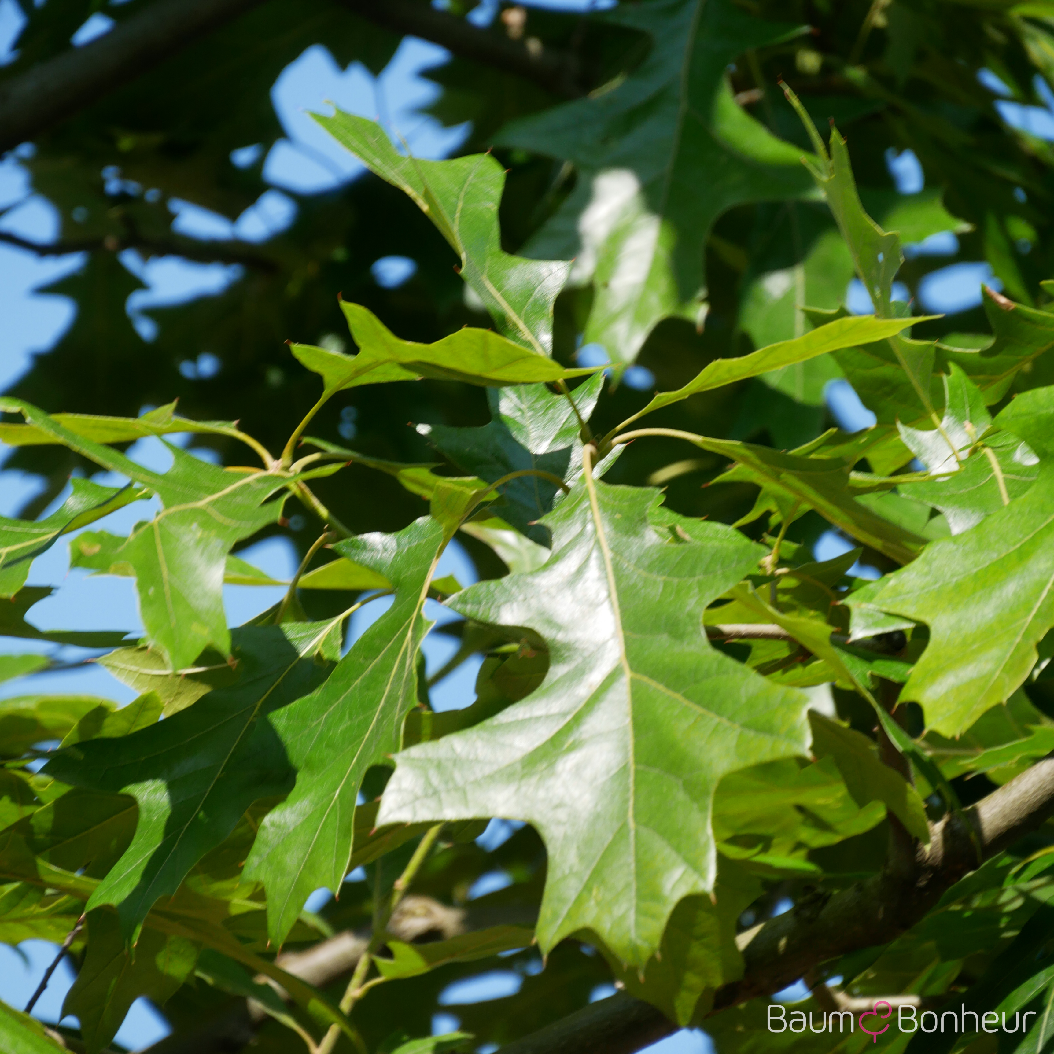 Quercus velutina