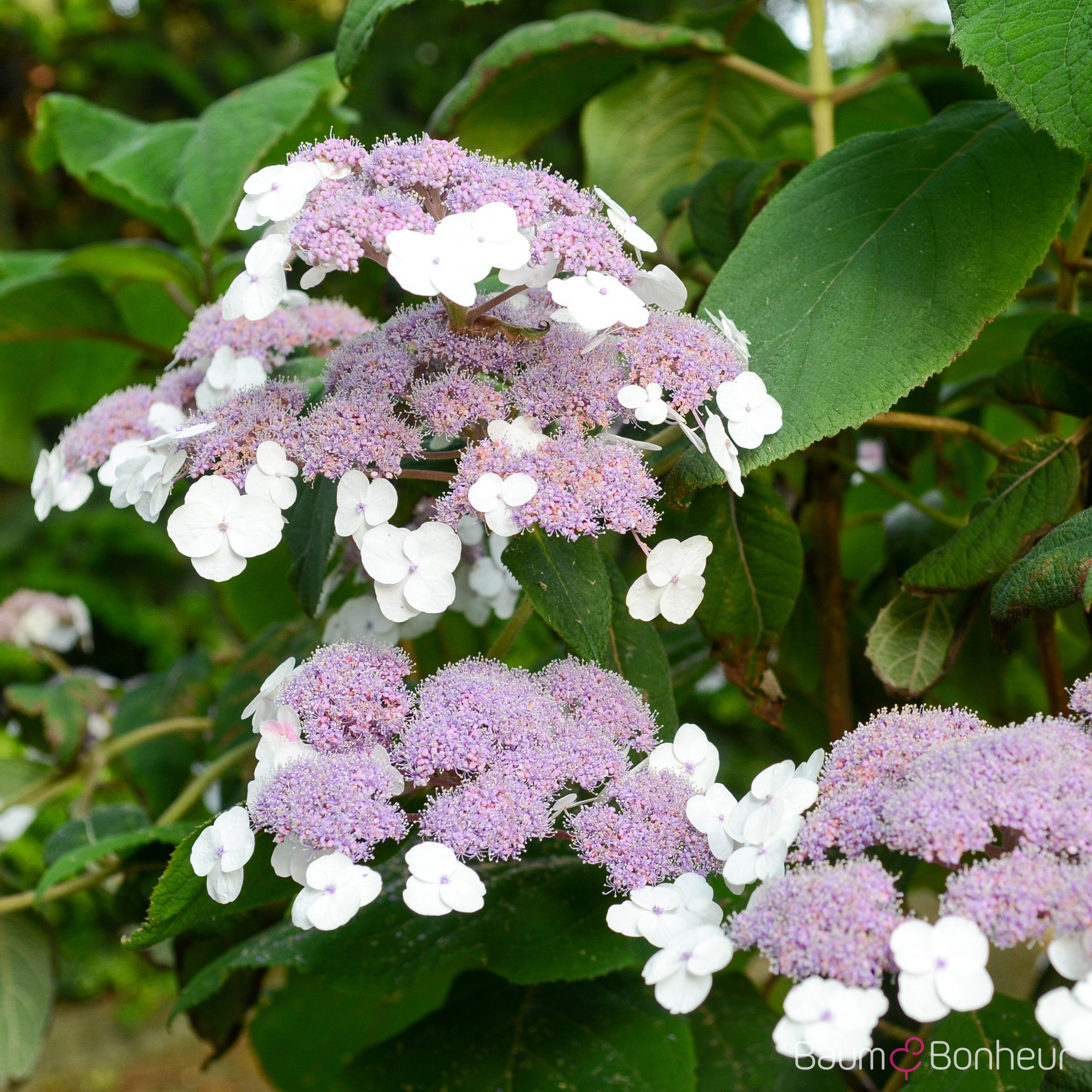 Hydrangea aspera 'Macrophylla'