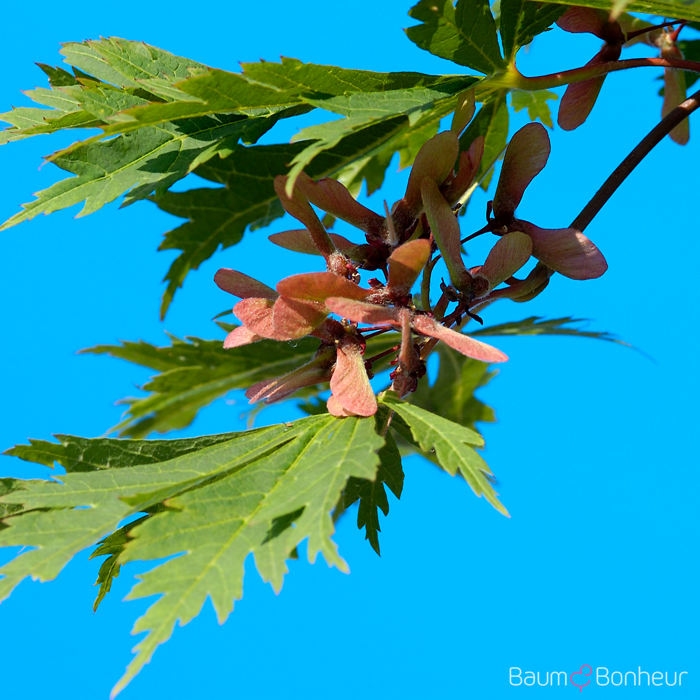 Acer japonicum 'Aconitifolium'