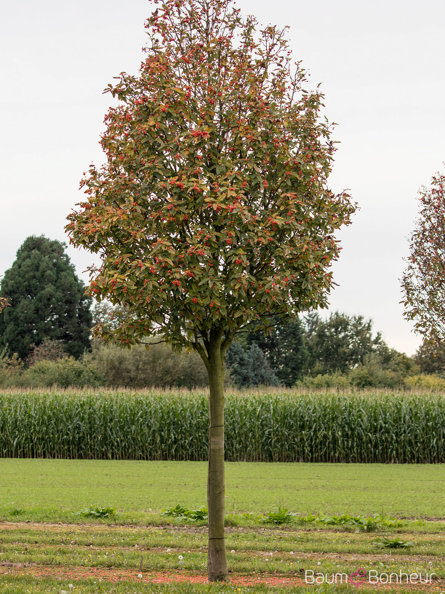 Sorbus thuringiaca 'Fastigiata'