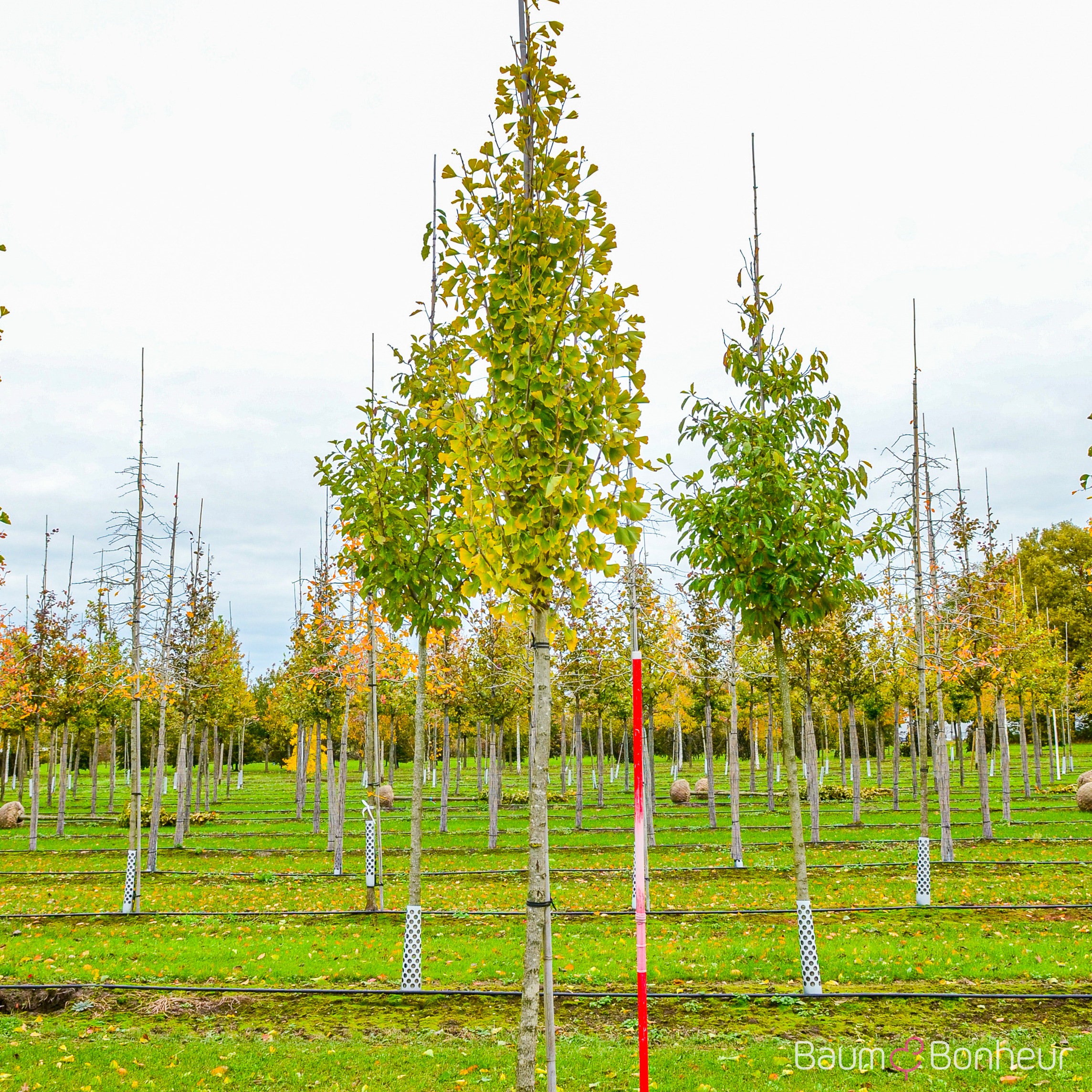 Ginkgo biloba 'Eifel'