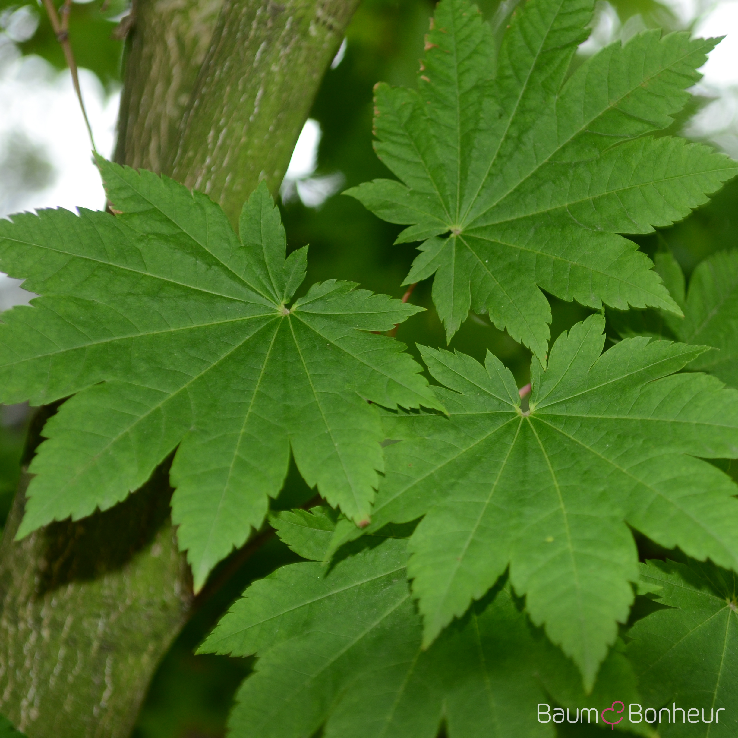 Acer japonicum 'Vitifolium'