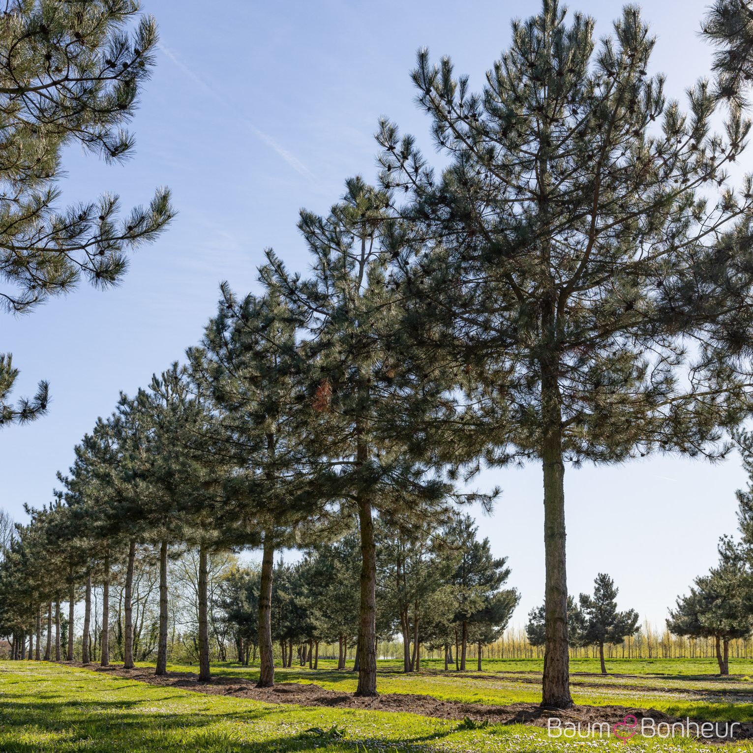 Pinus nigra laricio