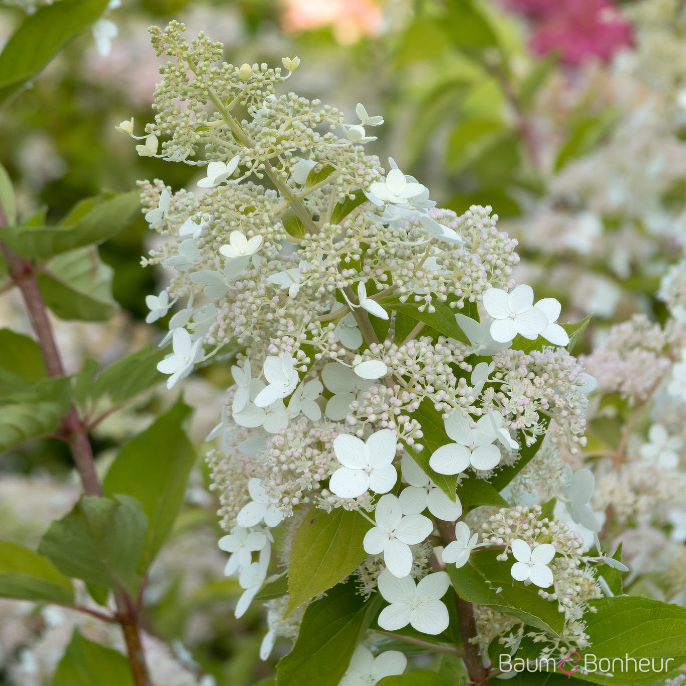 Hydrangea paniculata 'Tardiva'