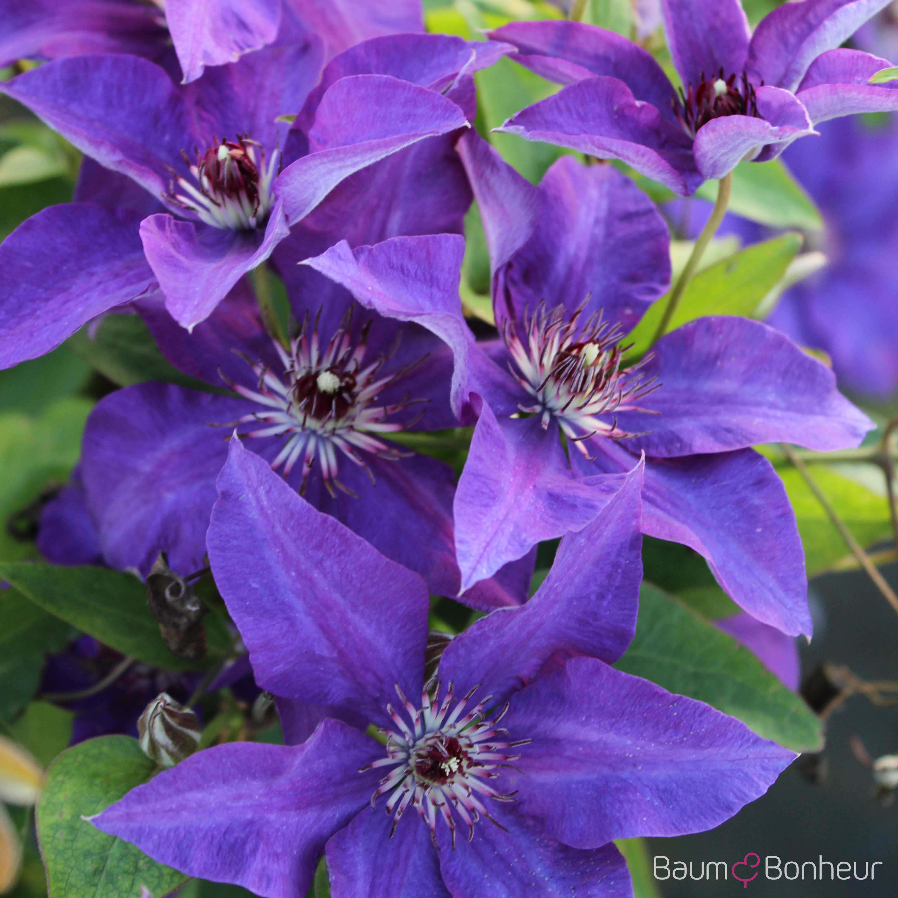 Clematis 'The President'