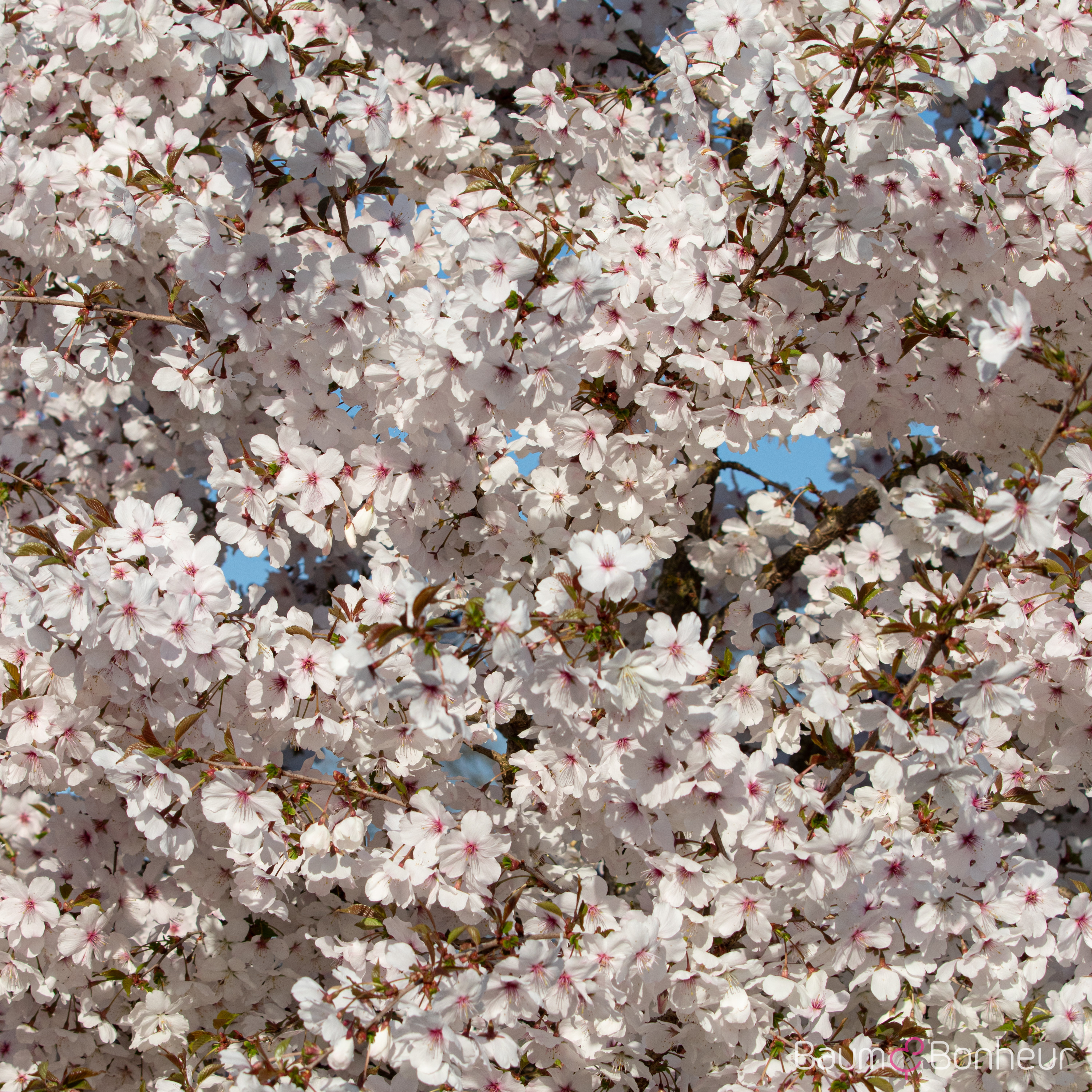 Prunus incisa 'The Bride'