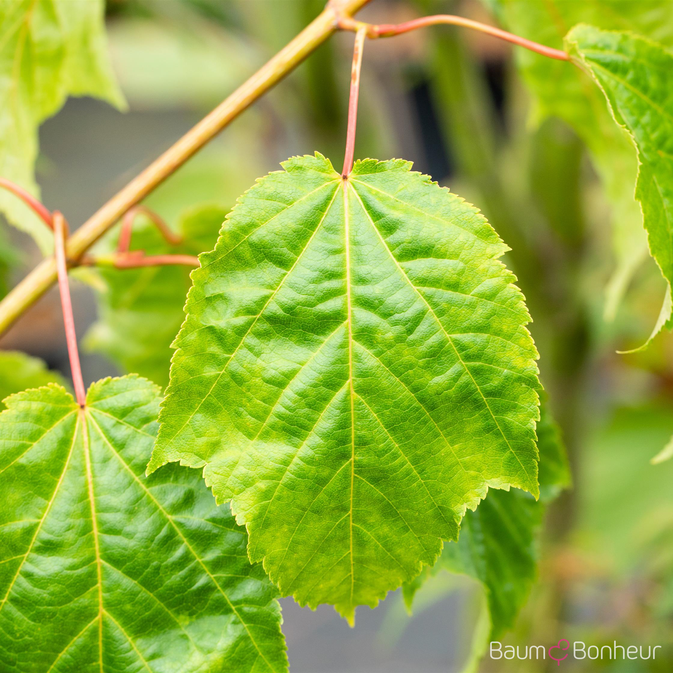 Acer capillipes