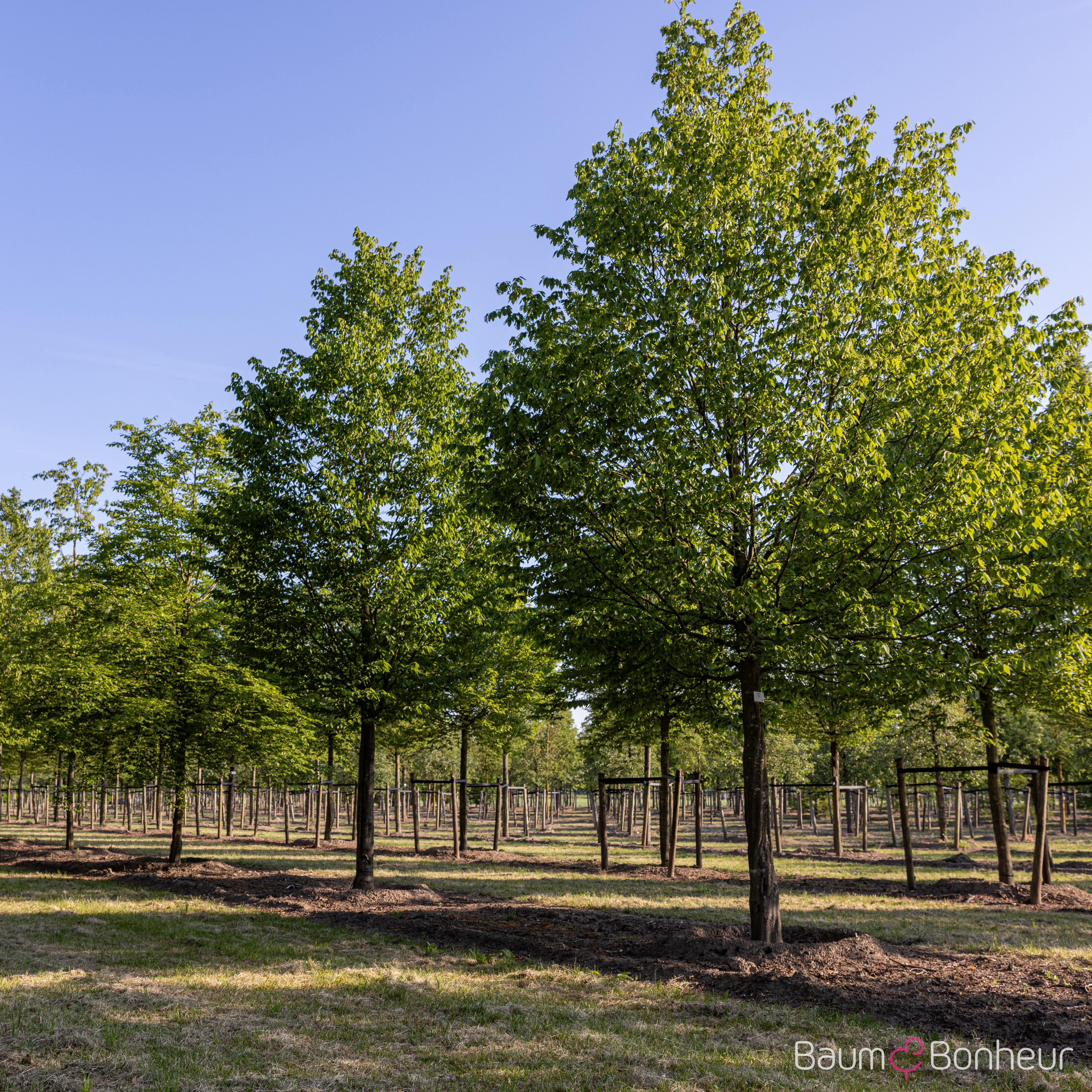 Carpinus betulus