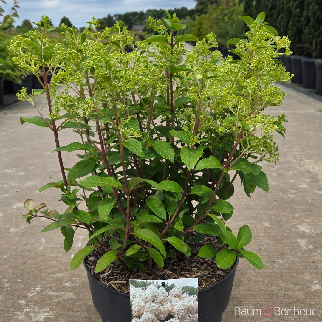 Hydrangea paniculata 'Bobo' -R-