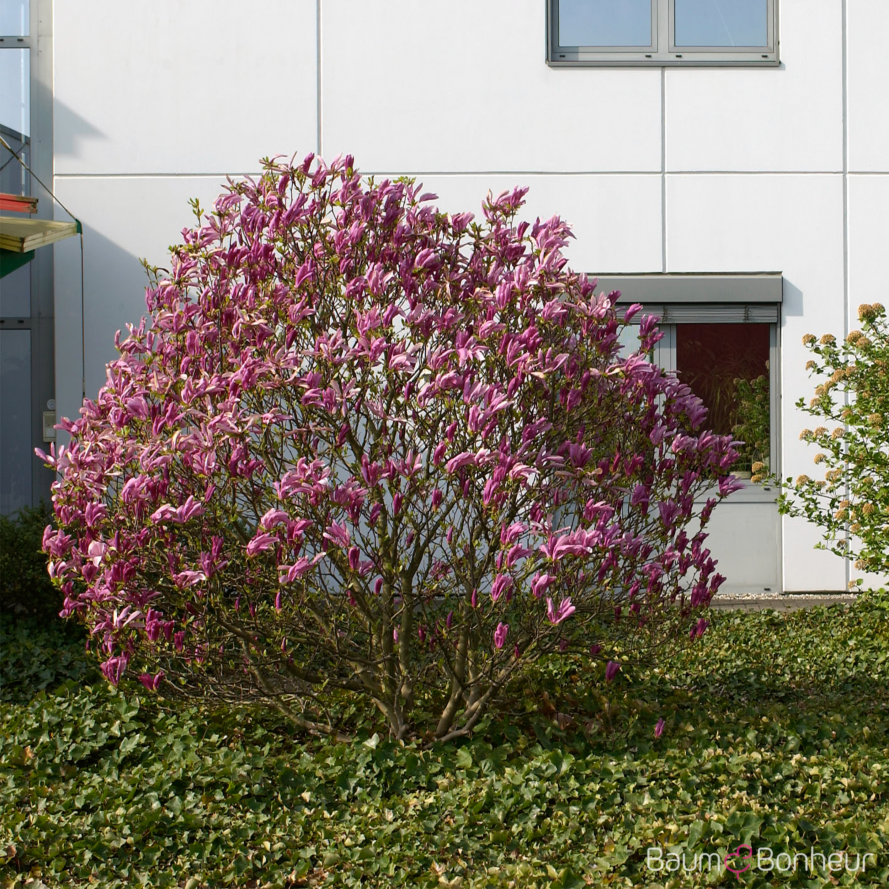 Magnolia liliflora 'Nigra'
