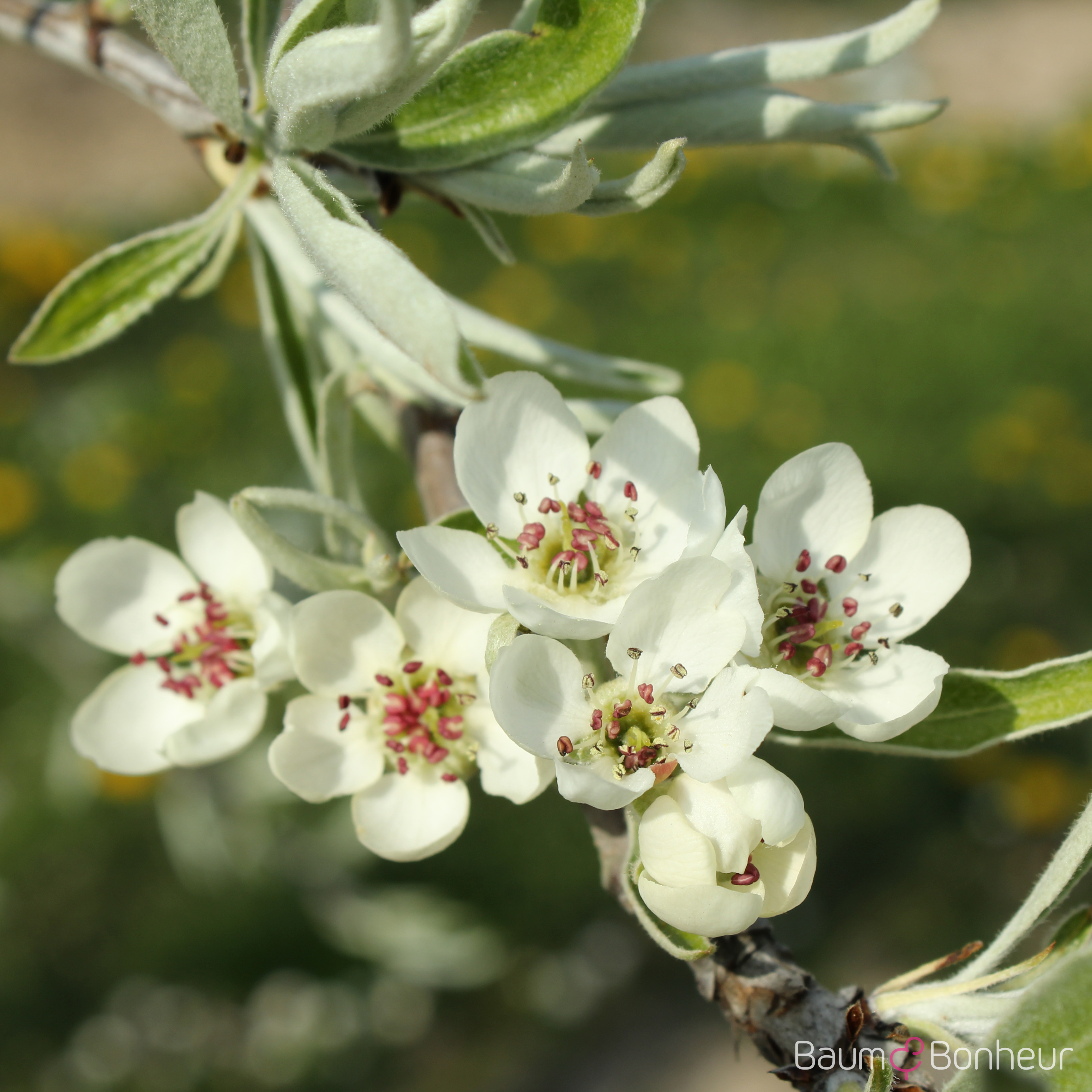 Pyrus salicifolia 'Pendula'