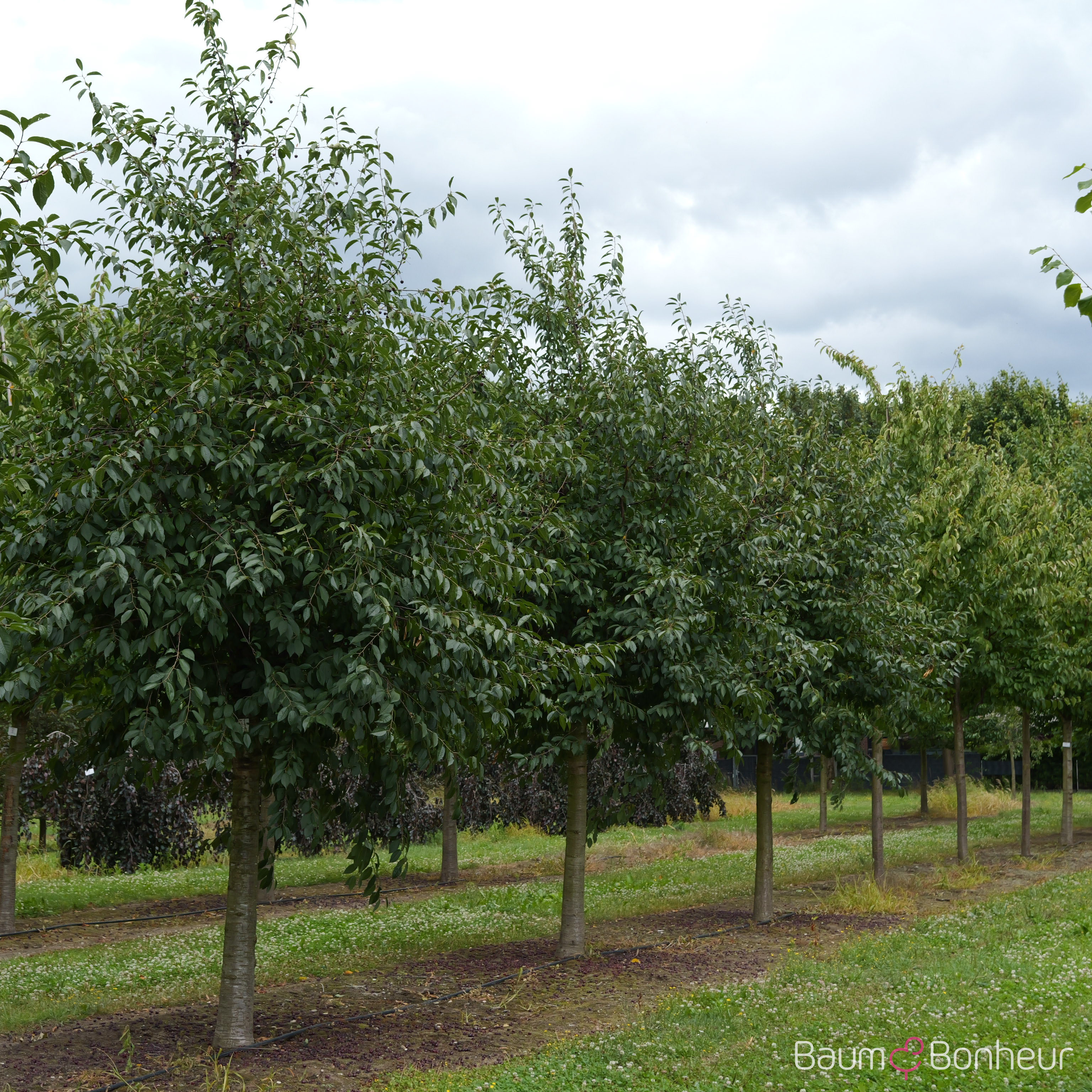 Prunus cerasus 'Schattenmorelle'