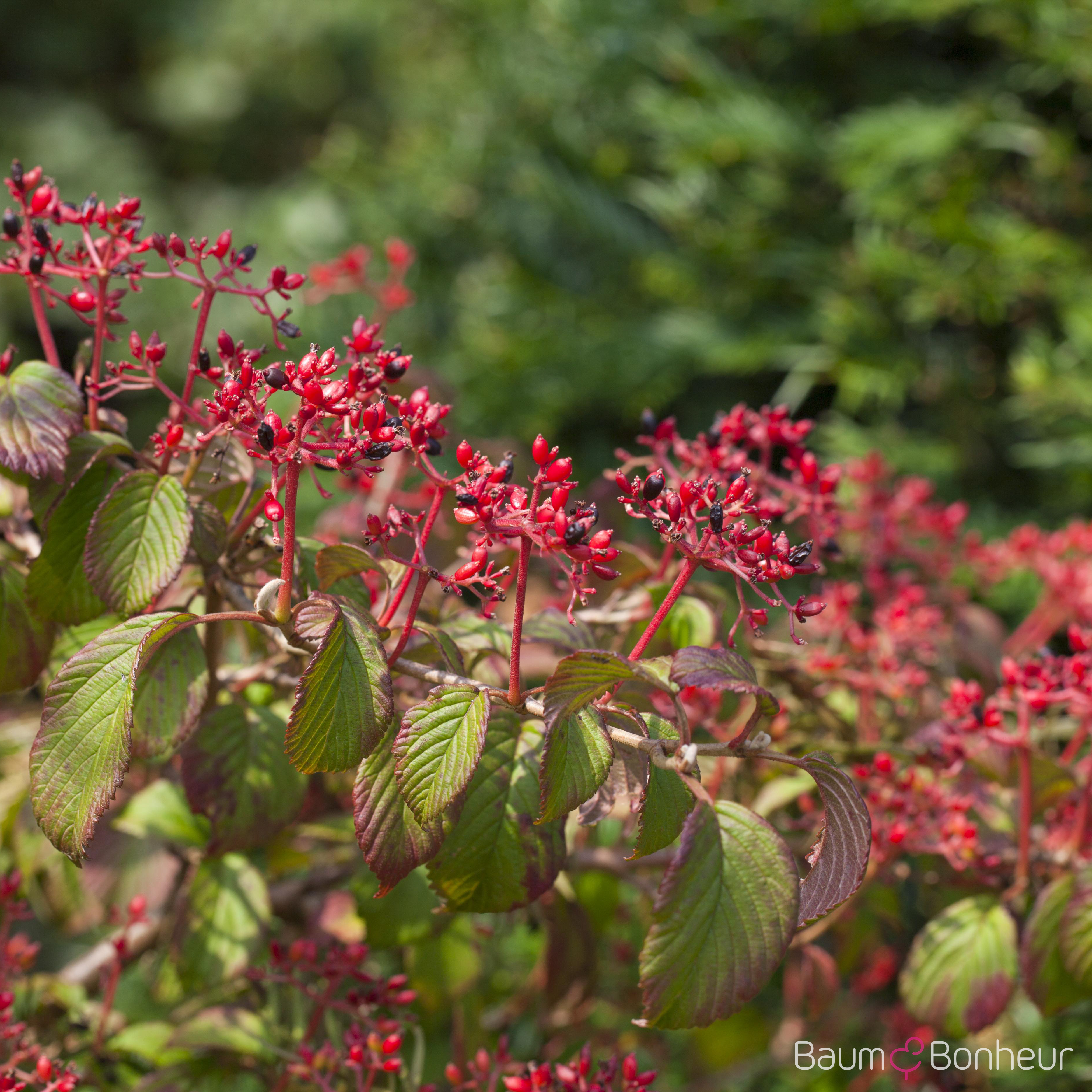 Viburnum plicatum 'Watanabe'