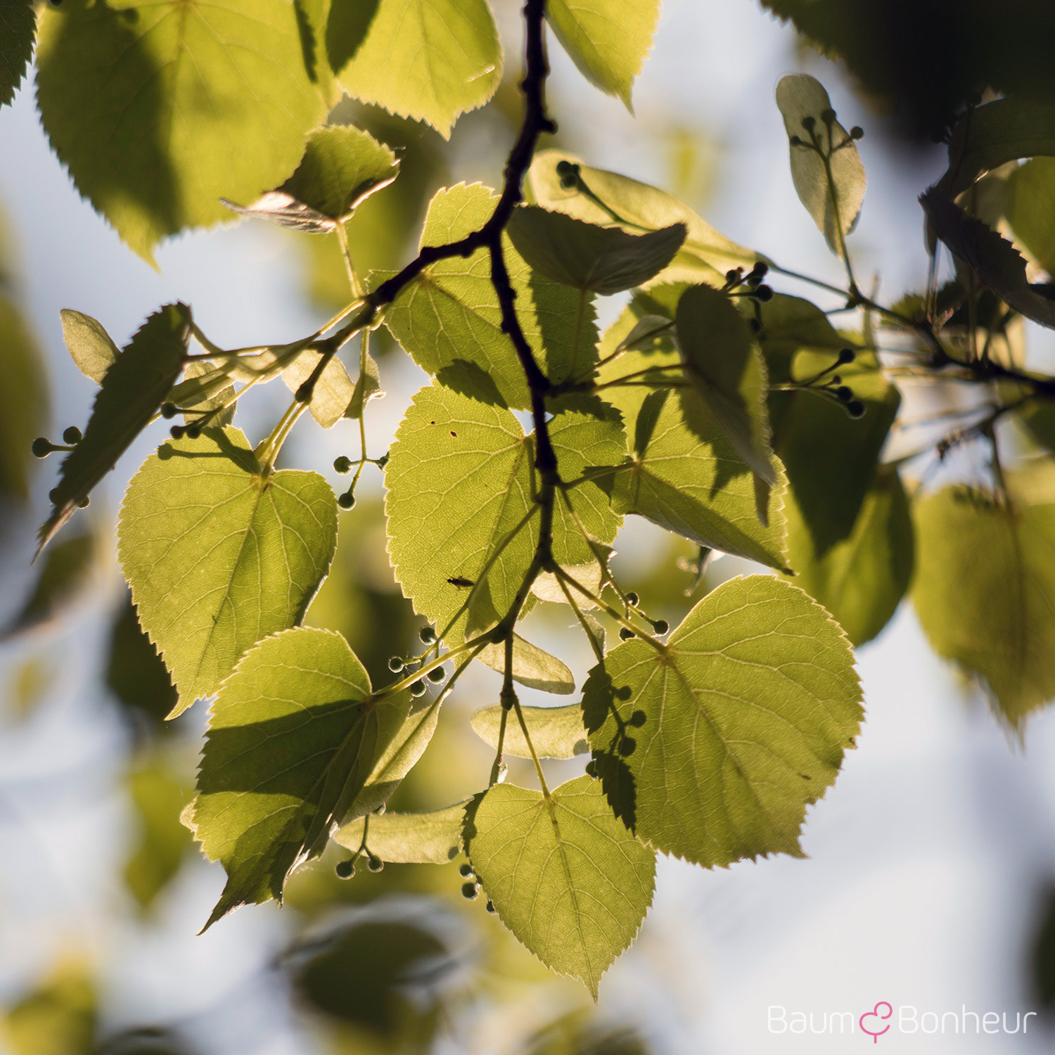 Tilia cordata 'Erecta'
