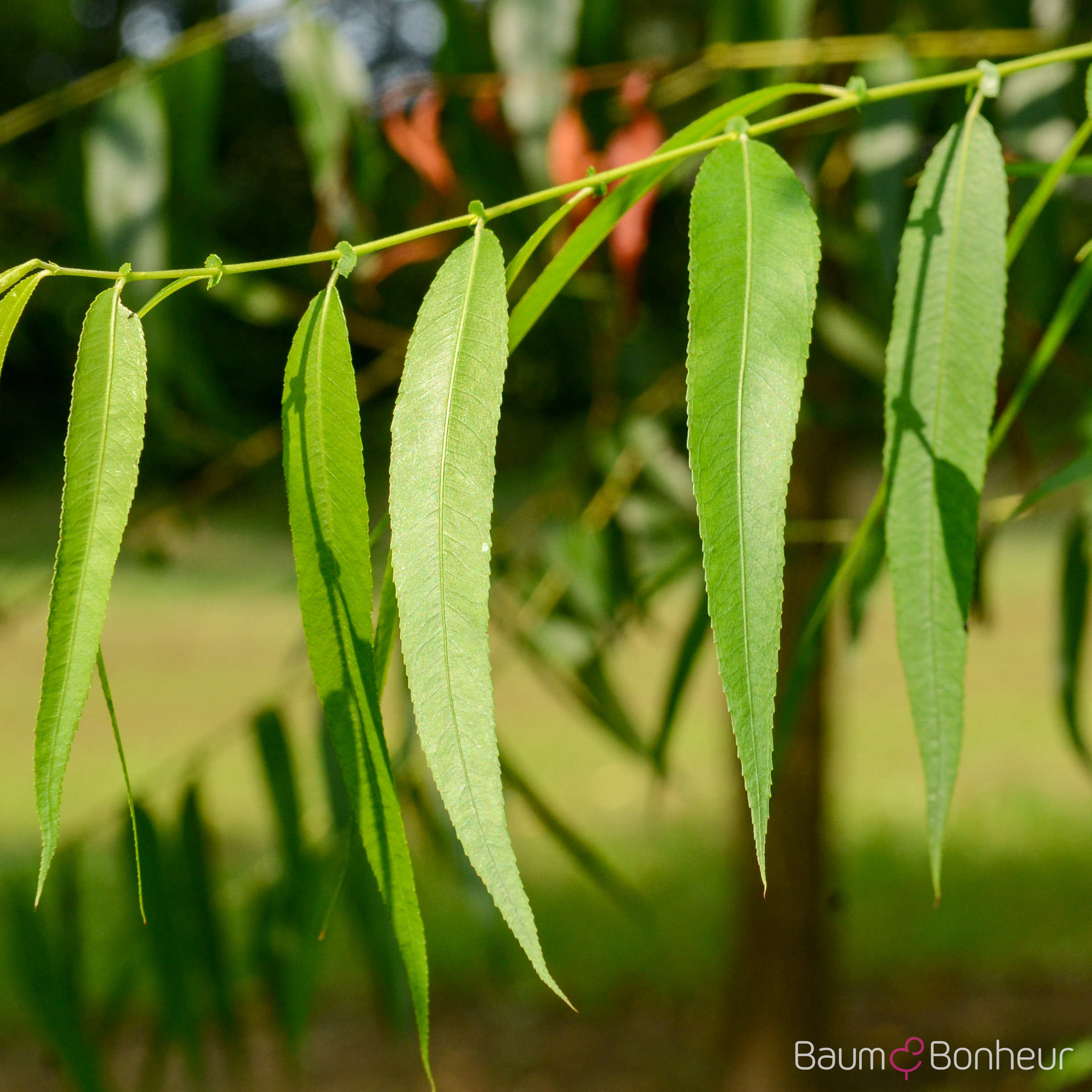 Salix fragilis