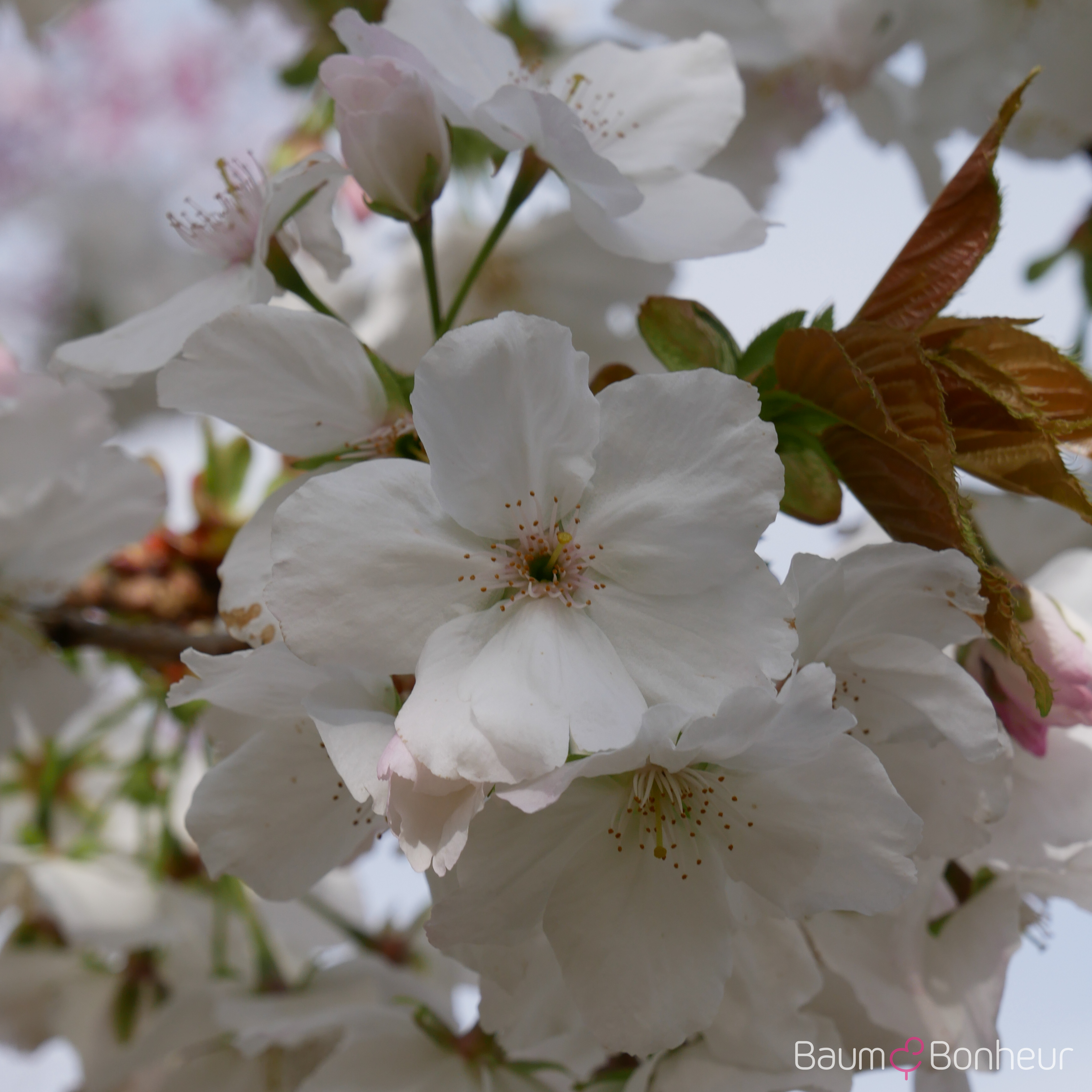 Prunus serrulata 'Taihaku'