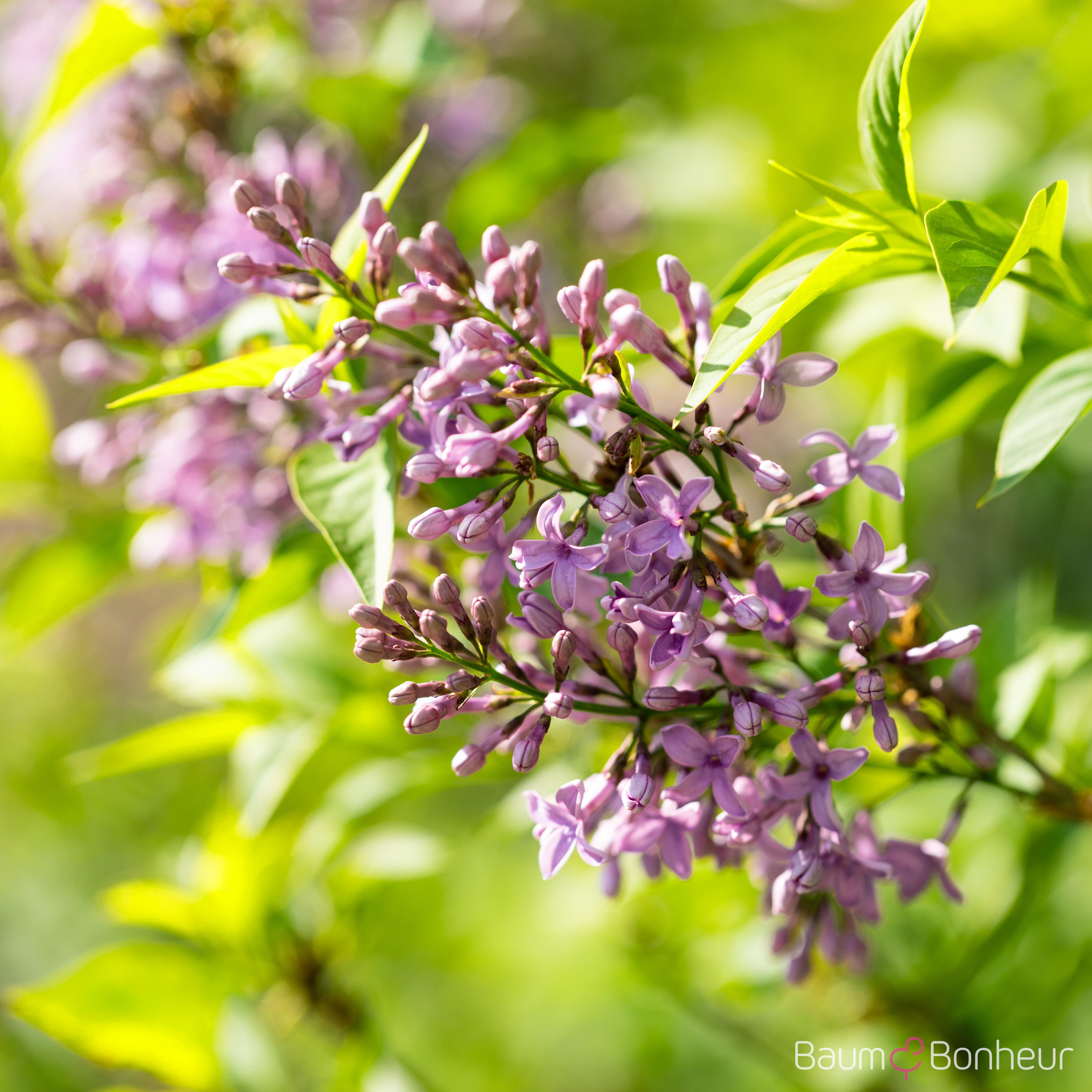 Syringa chinensis 'Saugeana'