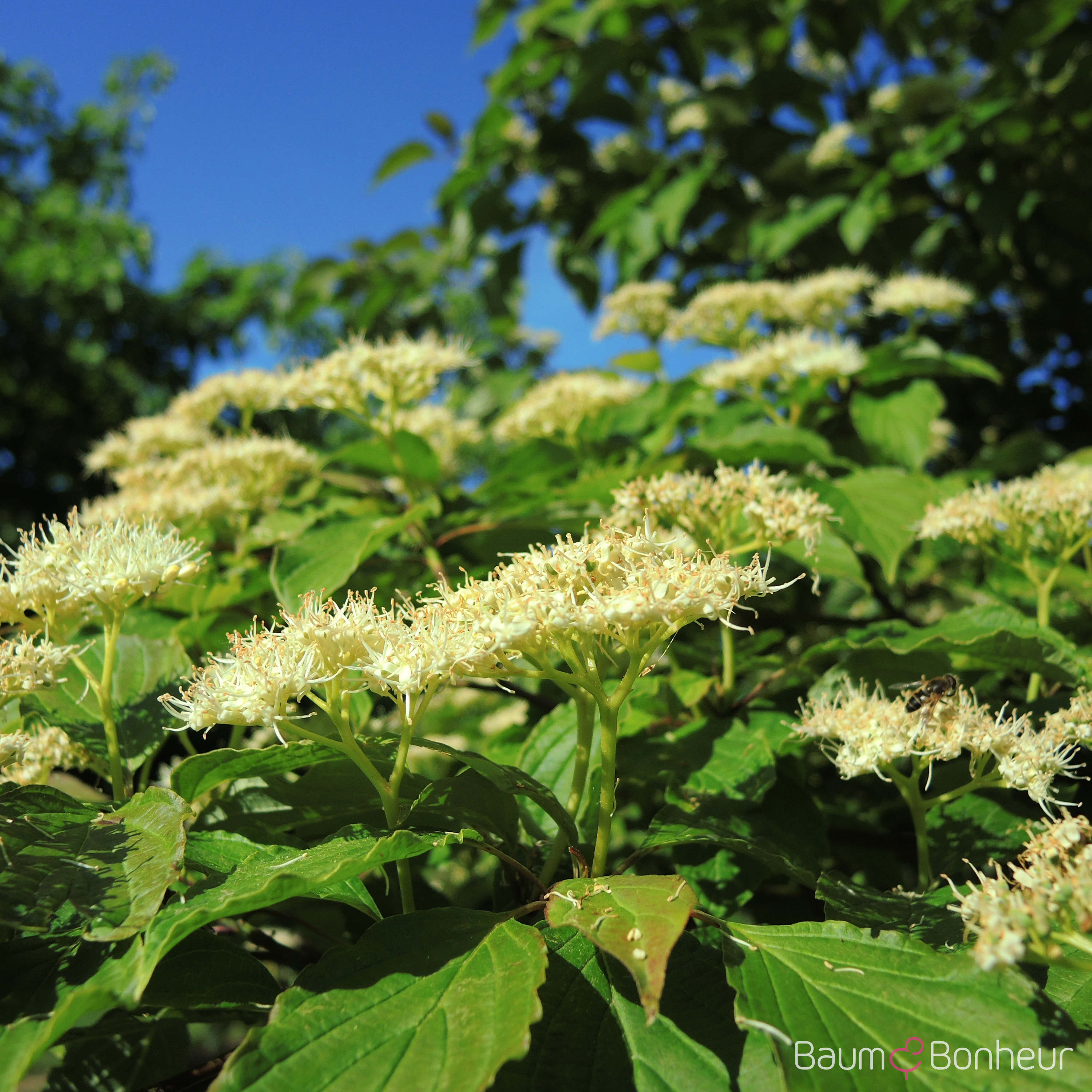 Cornus alternifolia