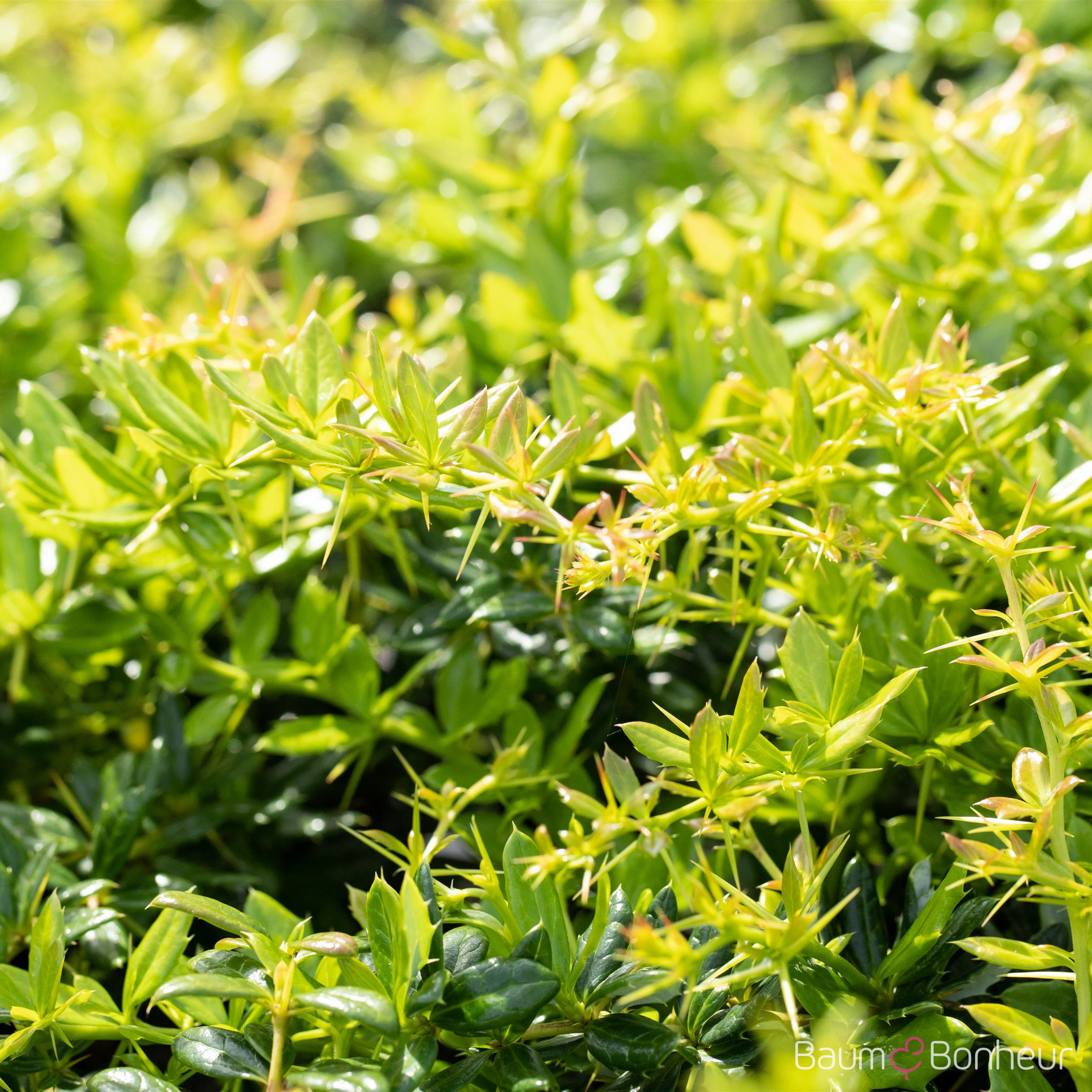 Berberis frikartii 'Verrucandi'