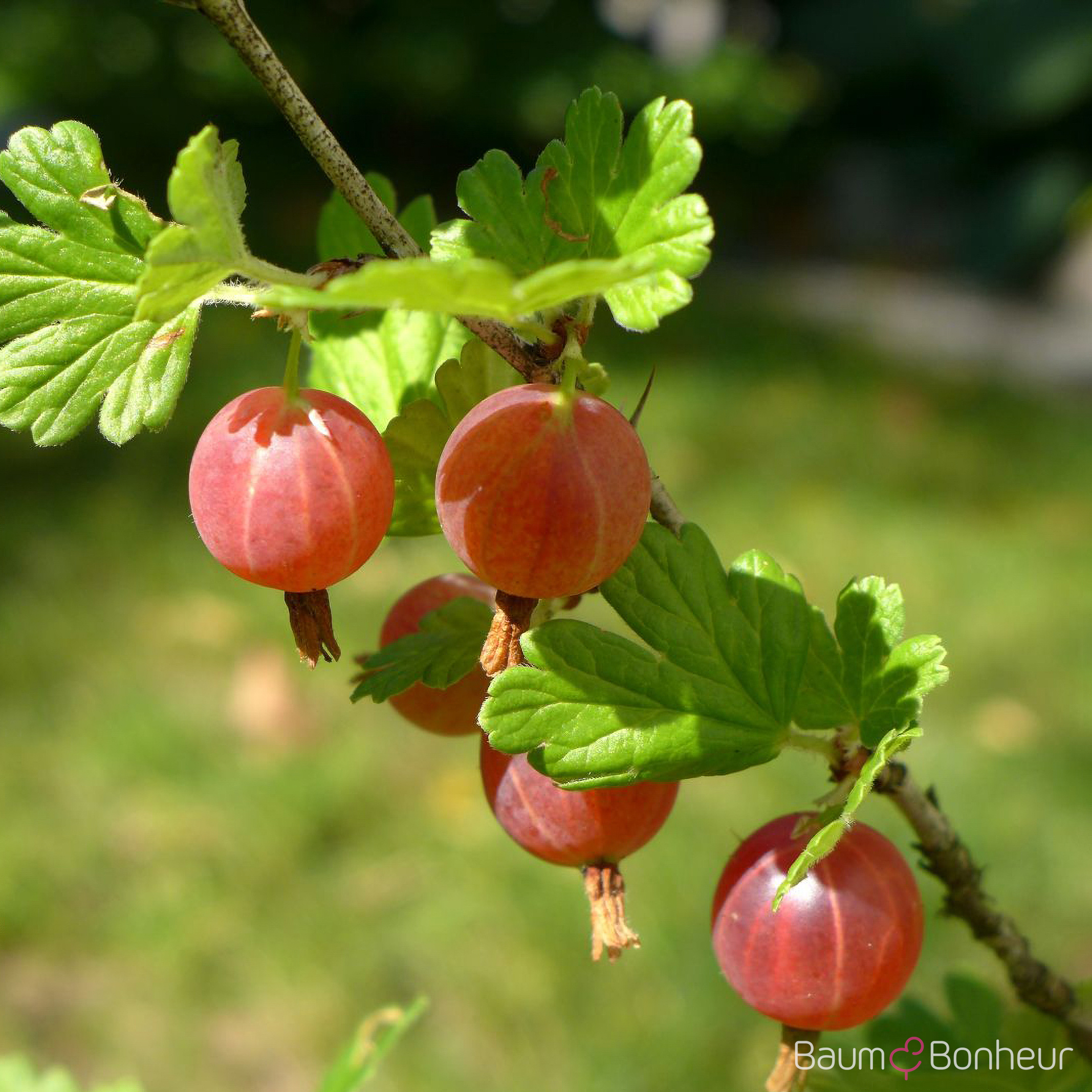 Ribes uva-crispa 'Hinnonmäki', rot