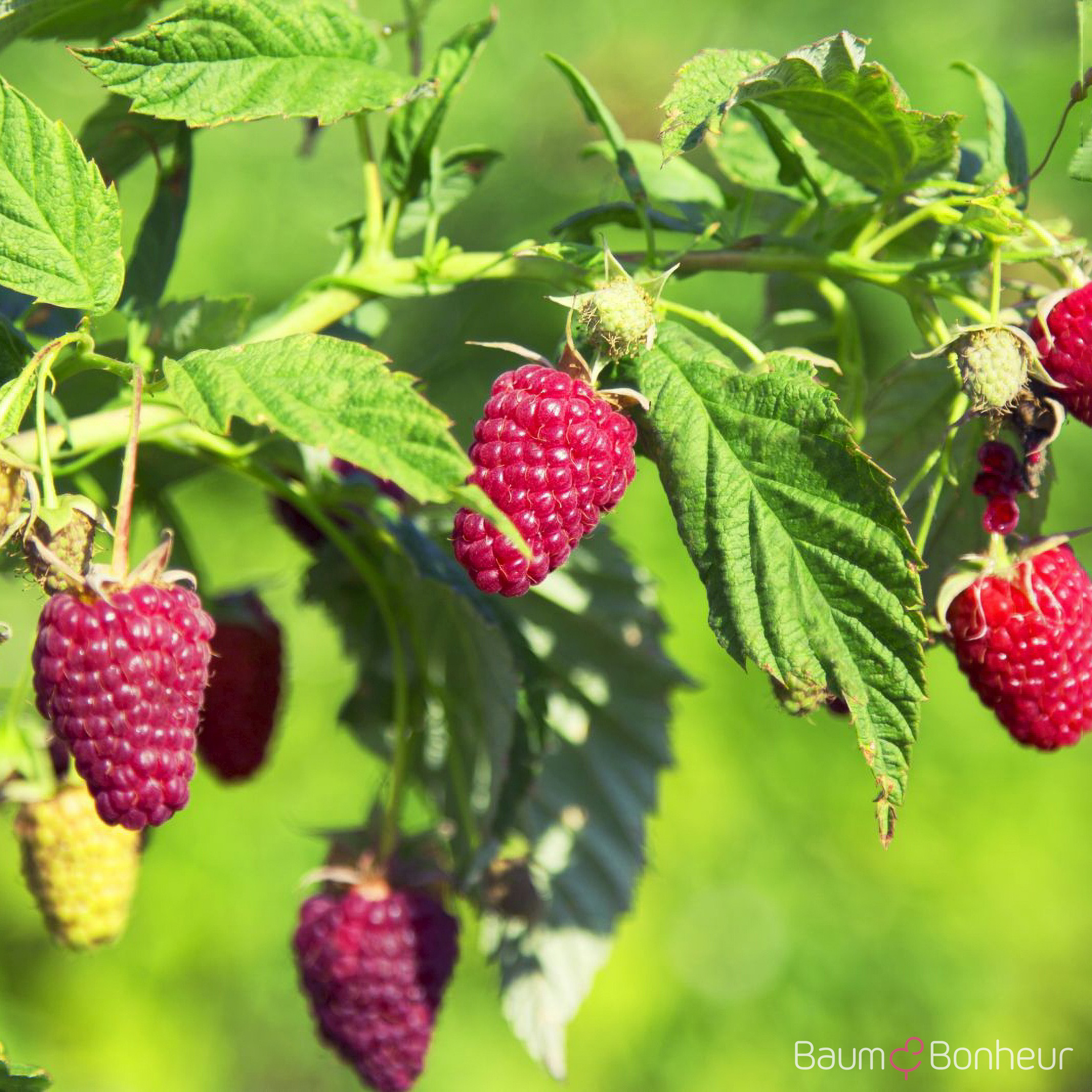 Rubus idaeus 'Tulameen' (S)