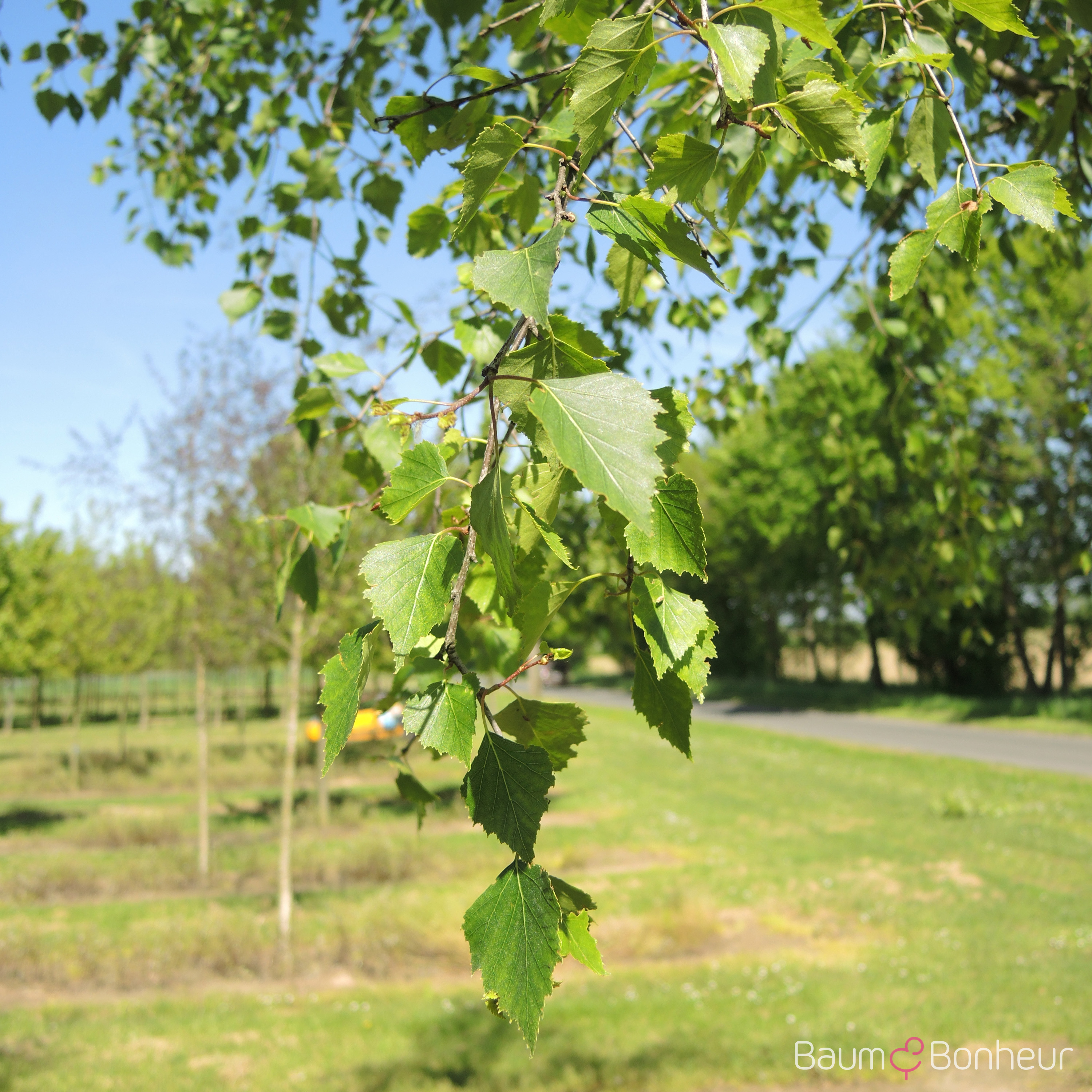 Betula pendula 'Zwitsers Glorie'