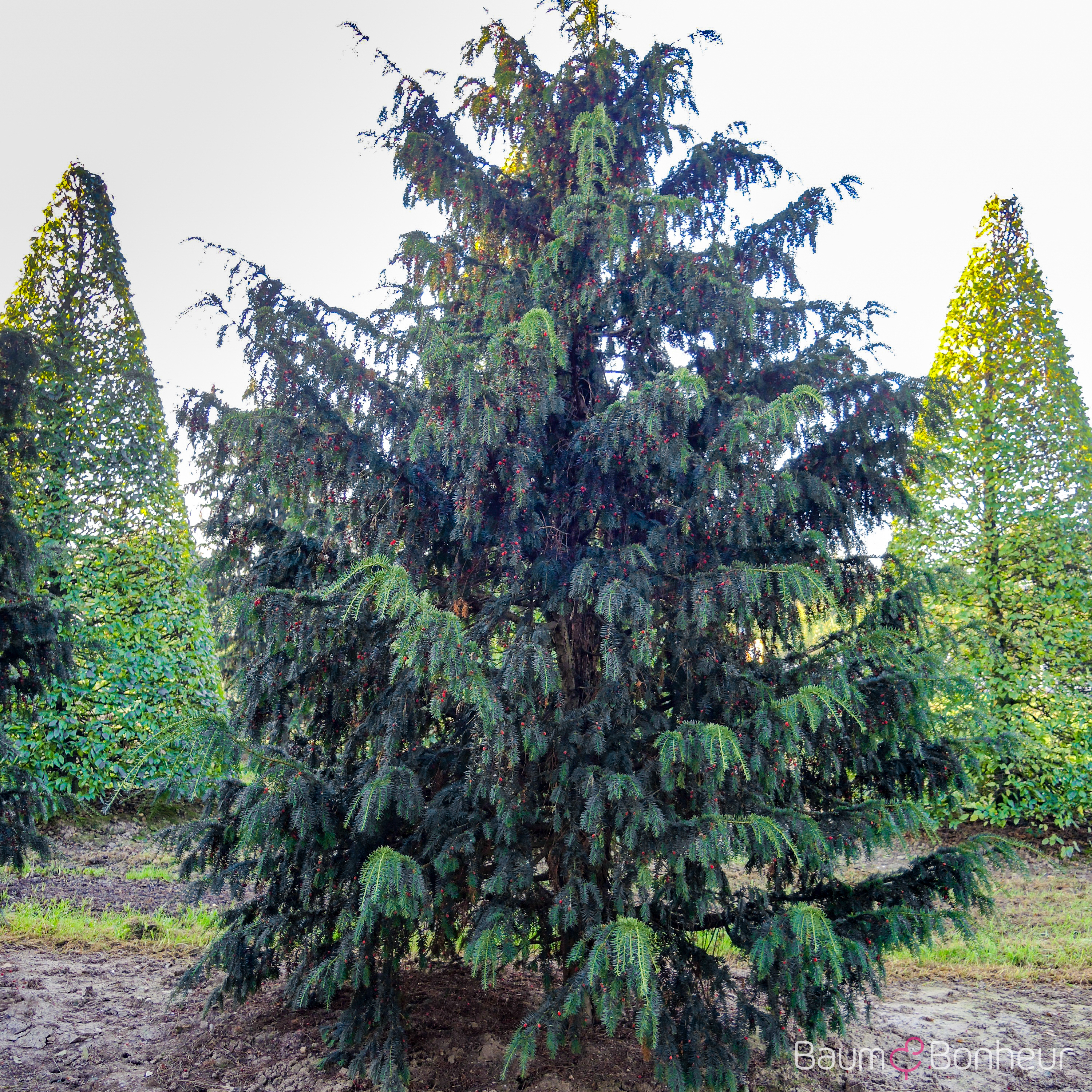 Taxus baccata 'Dovastoniana'