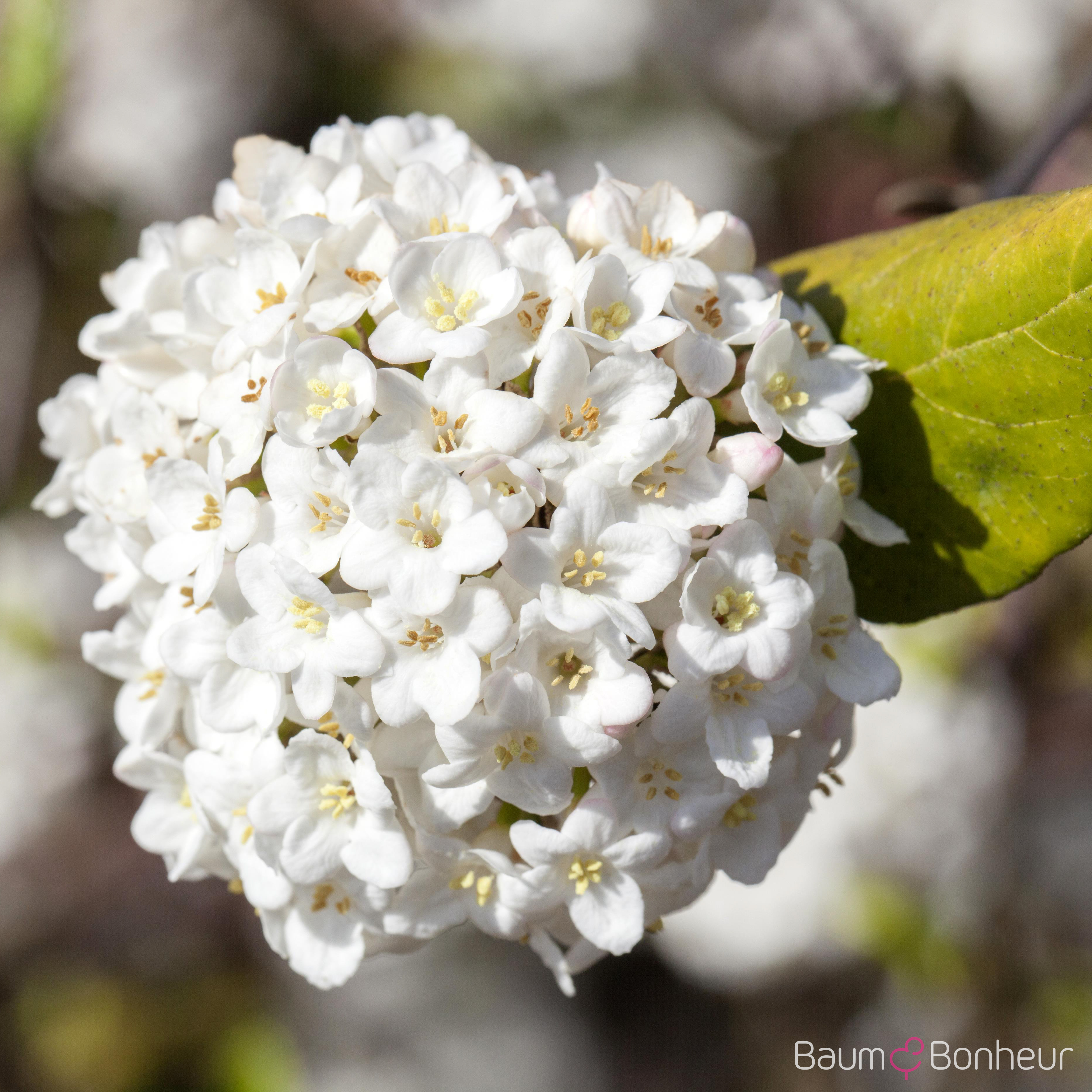 Viburnum carlesii 'Aurora'