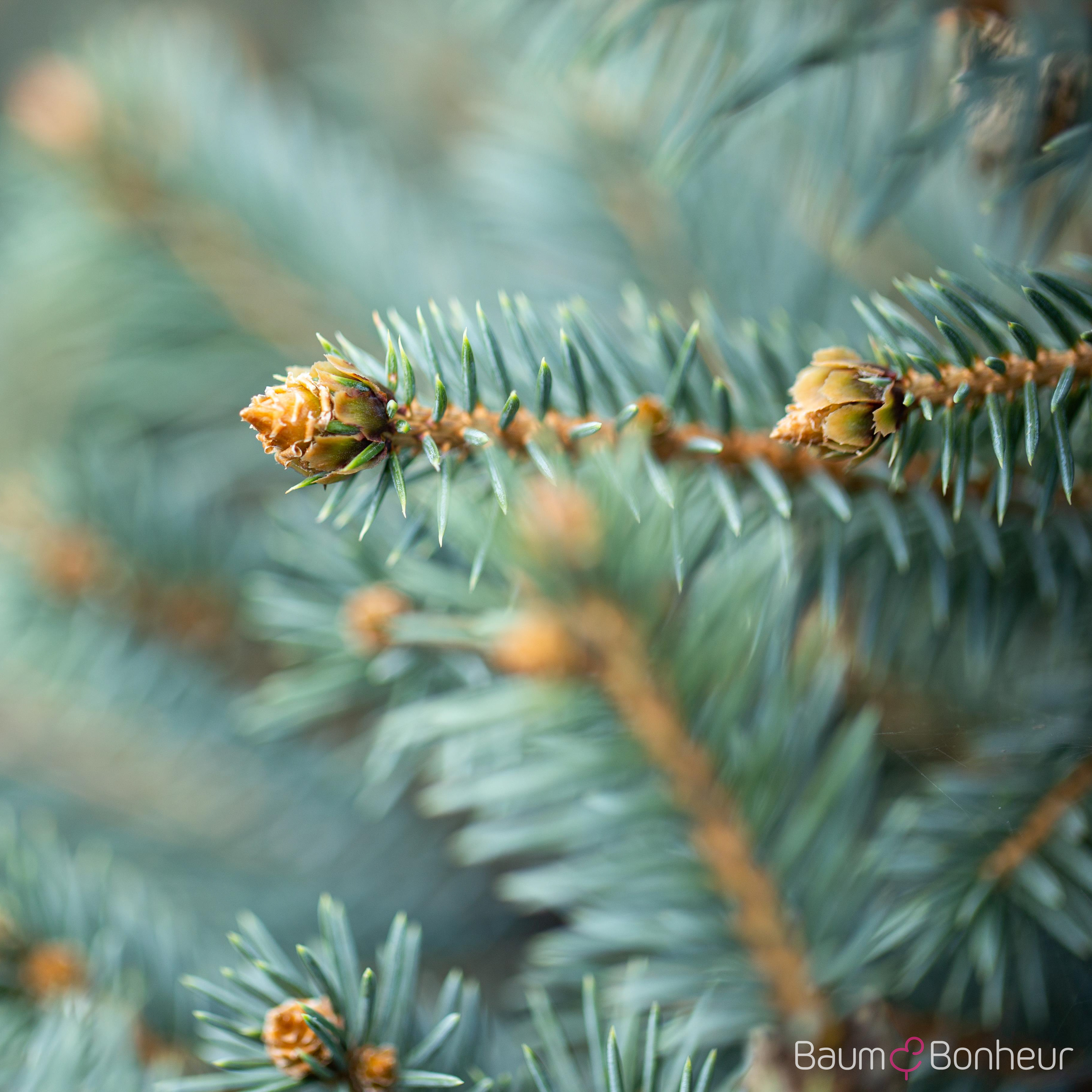 Picea pungens 'Glauca'