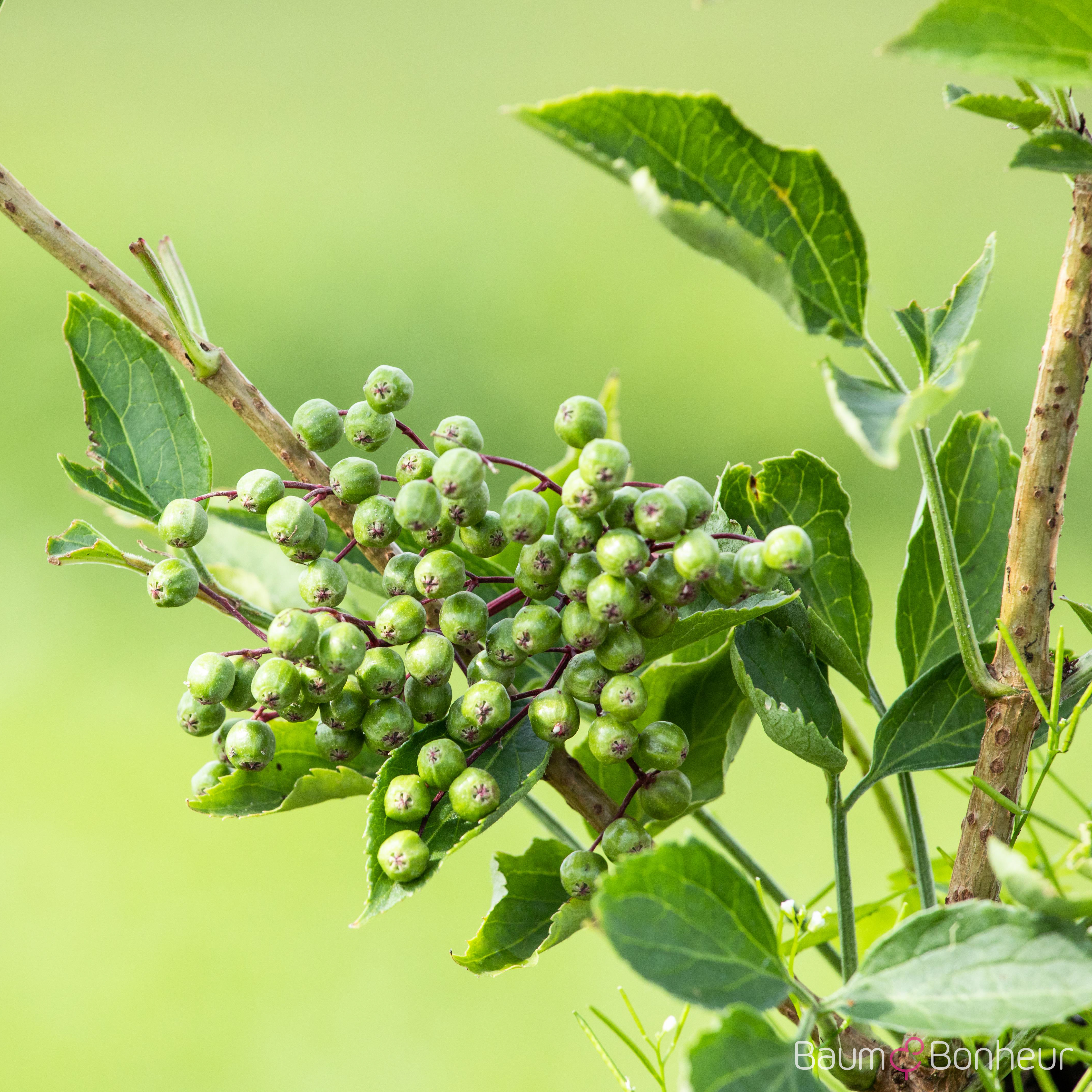 Sambucus nigra 'Haschberg'