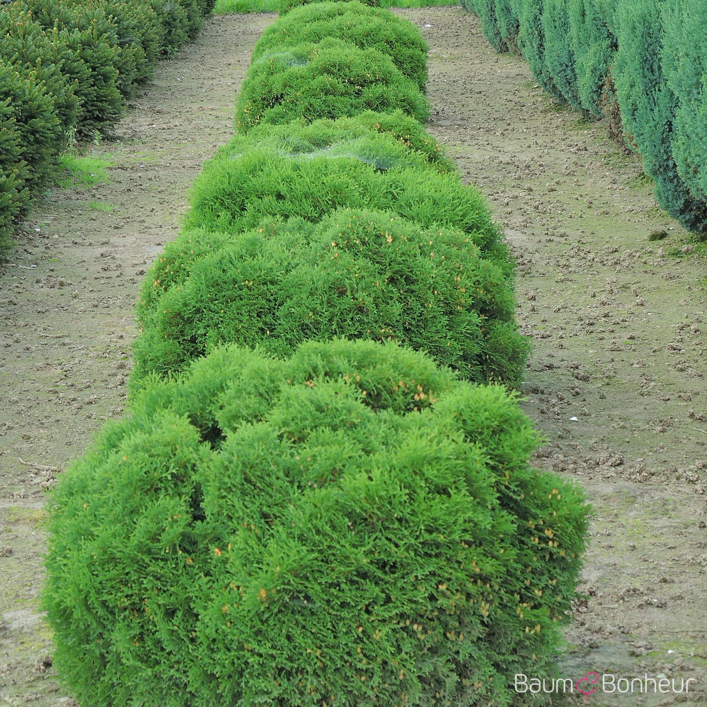Thuja occidentalis 'Danica'