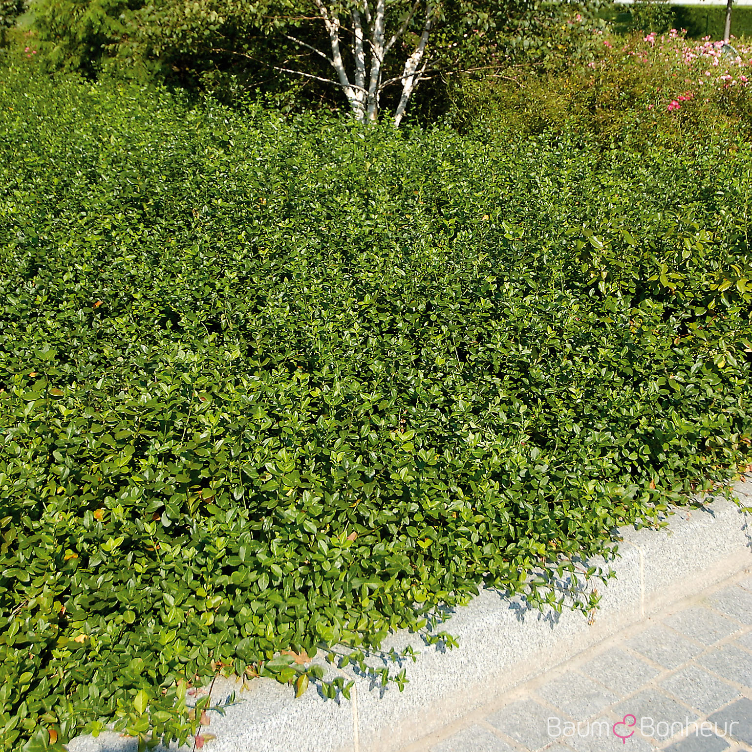 Euonymus fortunei 'Dart's Blanket'