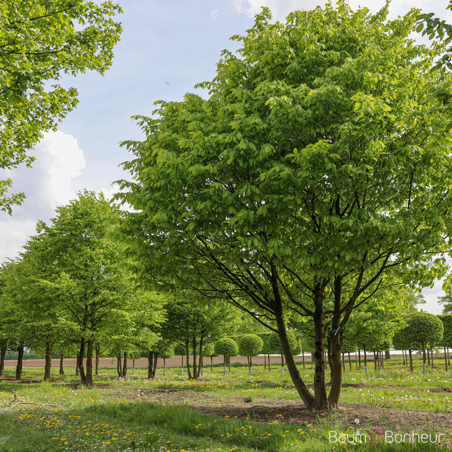 Carpinus betulus