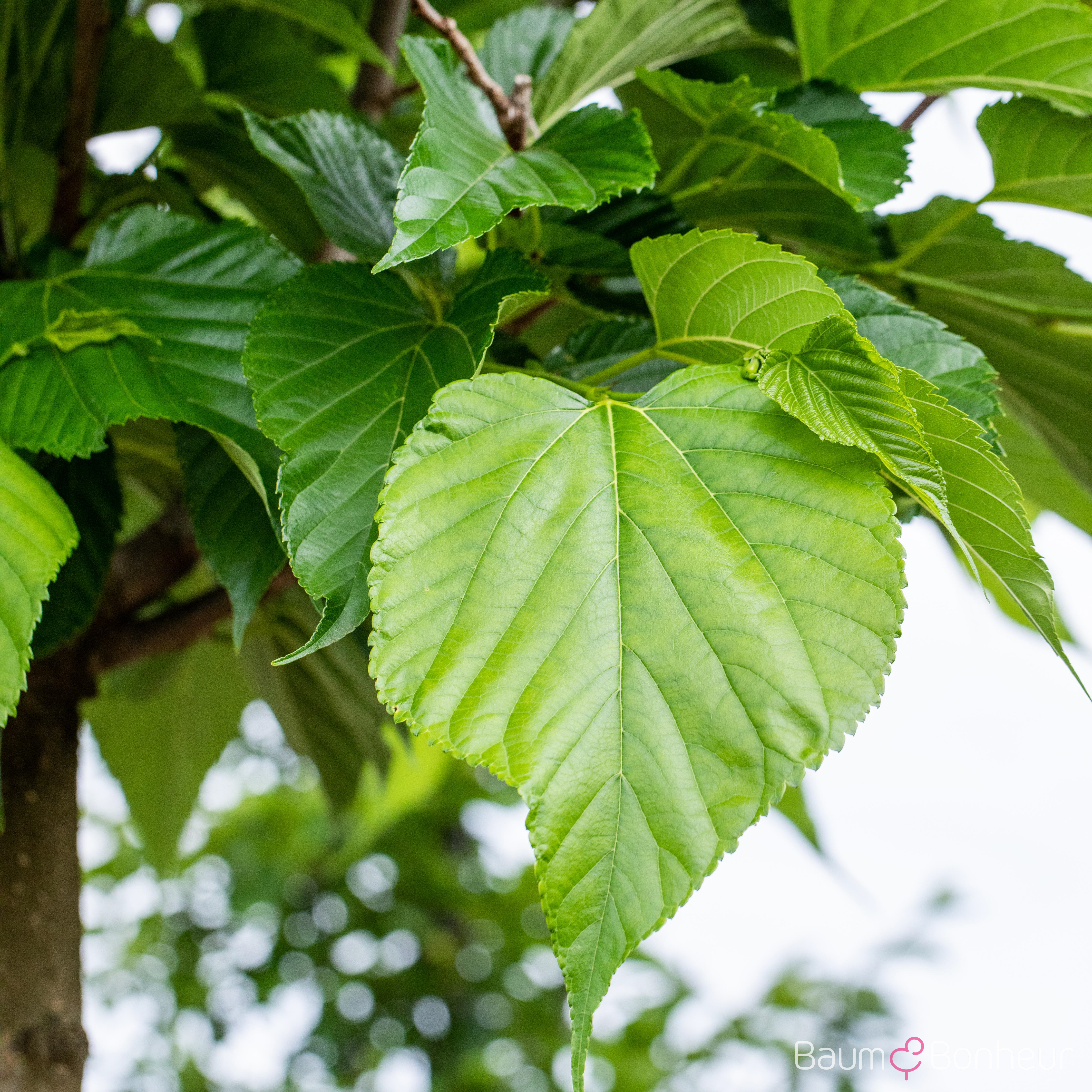 Tilia cordata