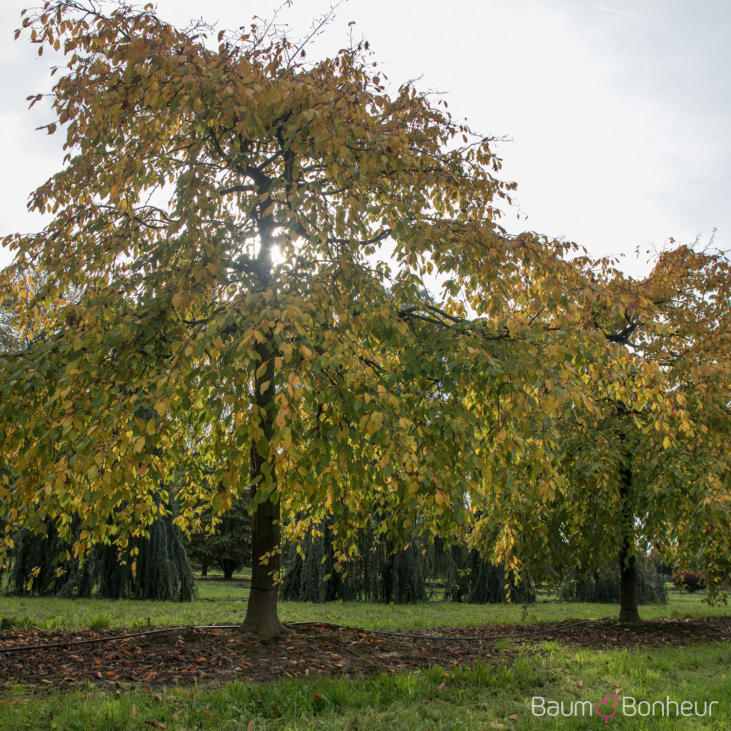 Carpinus betulus 'Pendula'