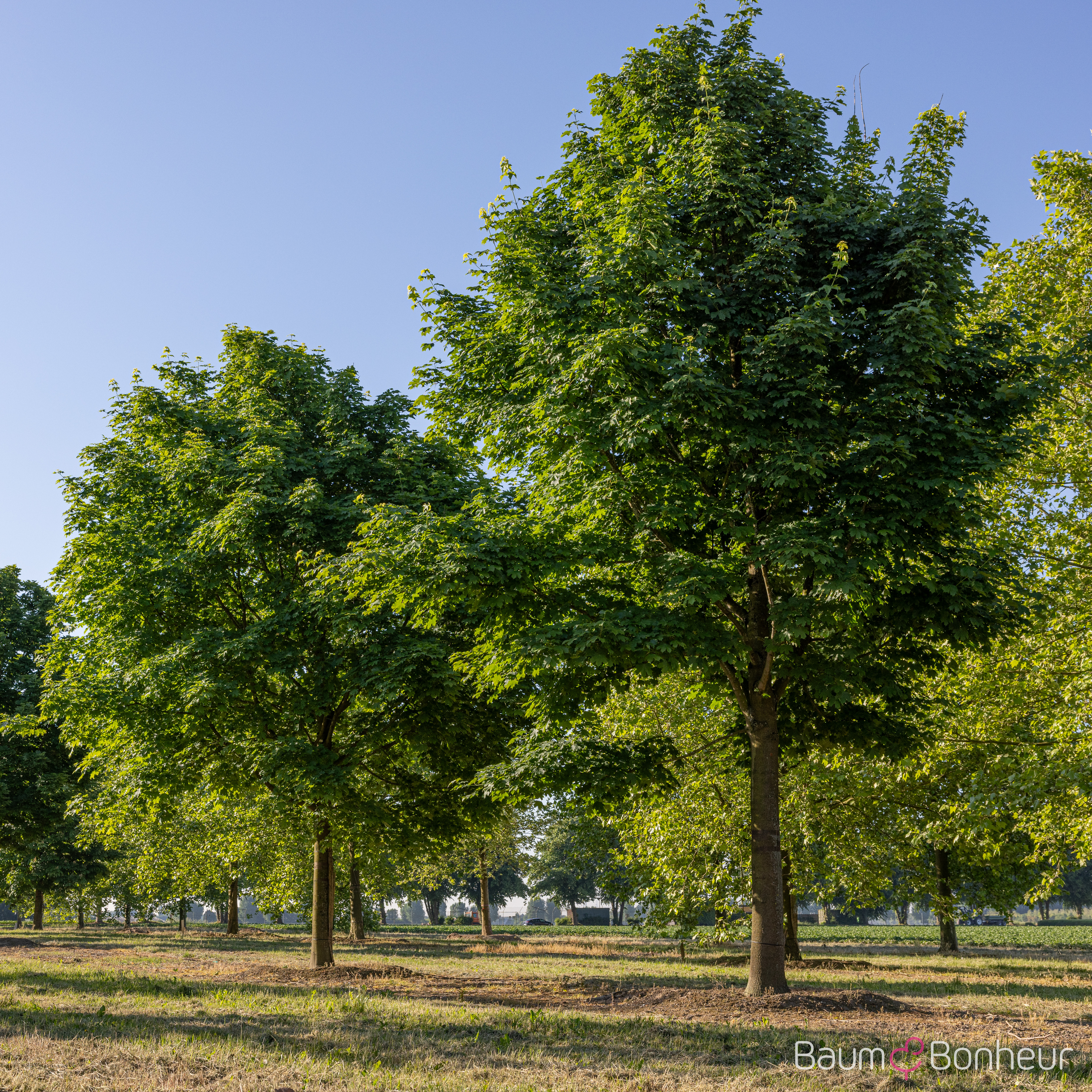 Acer platanoides