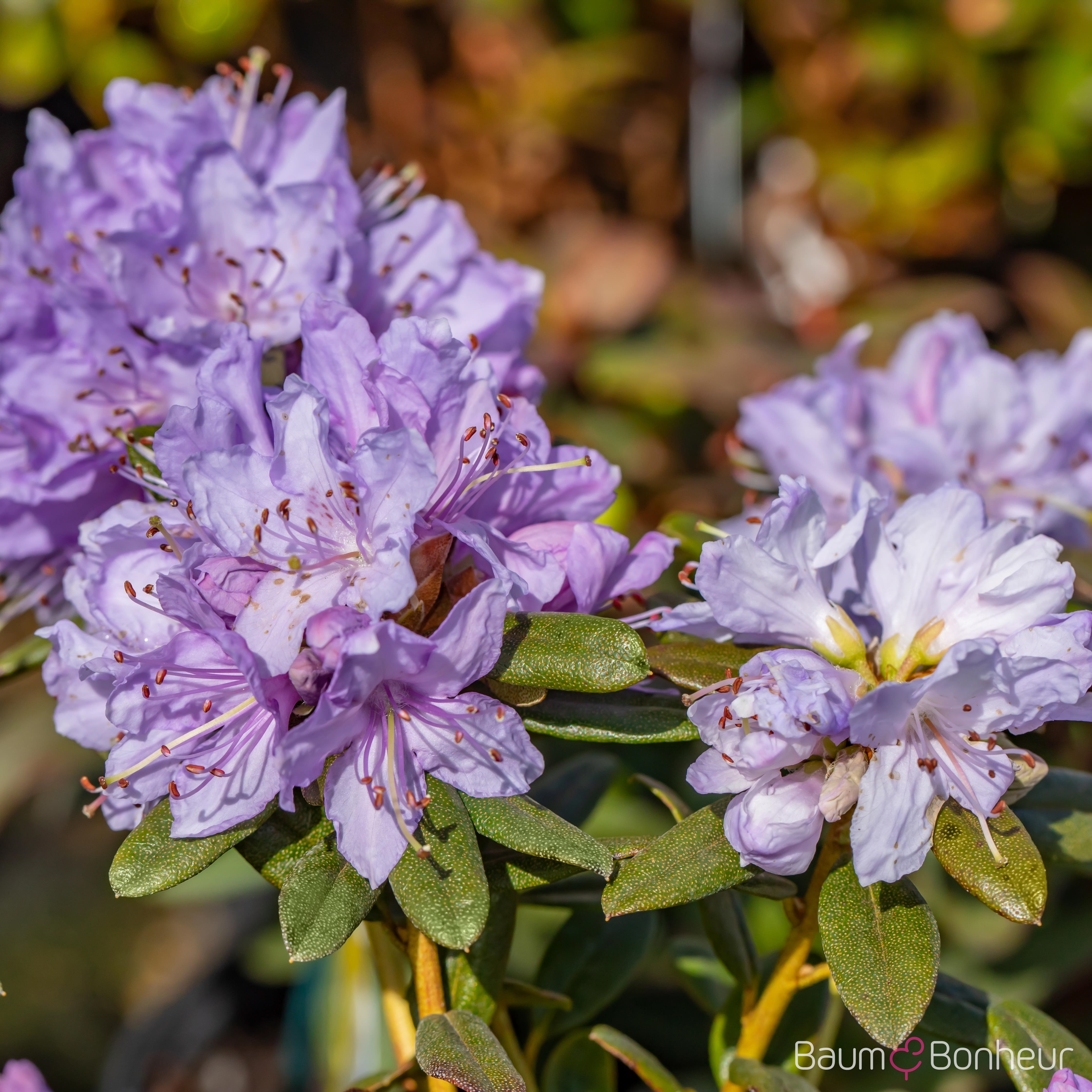 Rhododendron impeditum 'Ramapo'