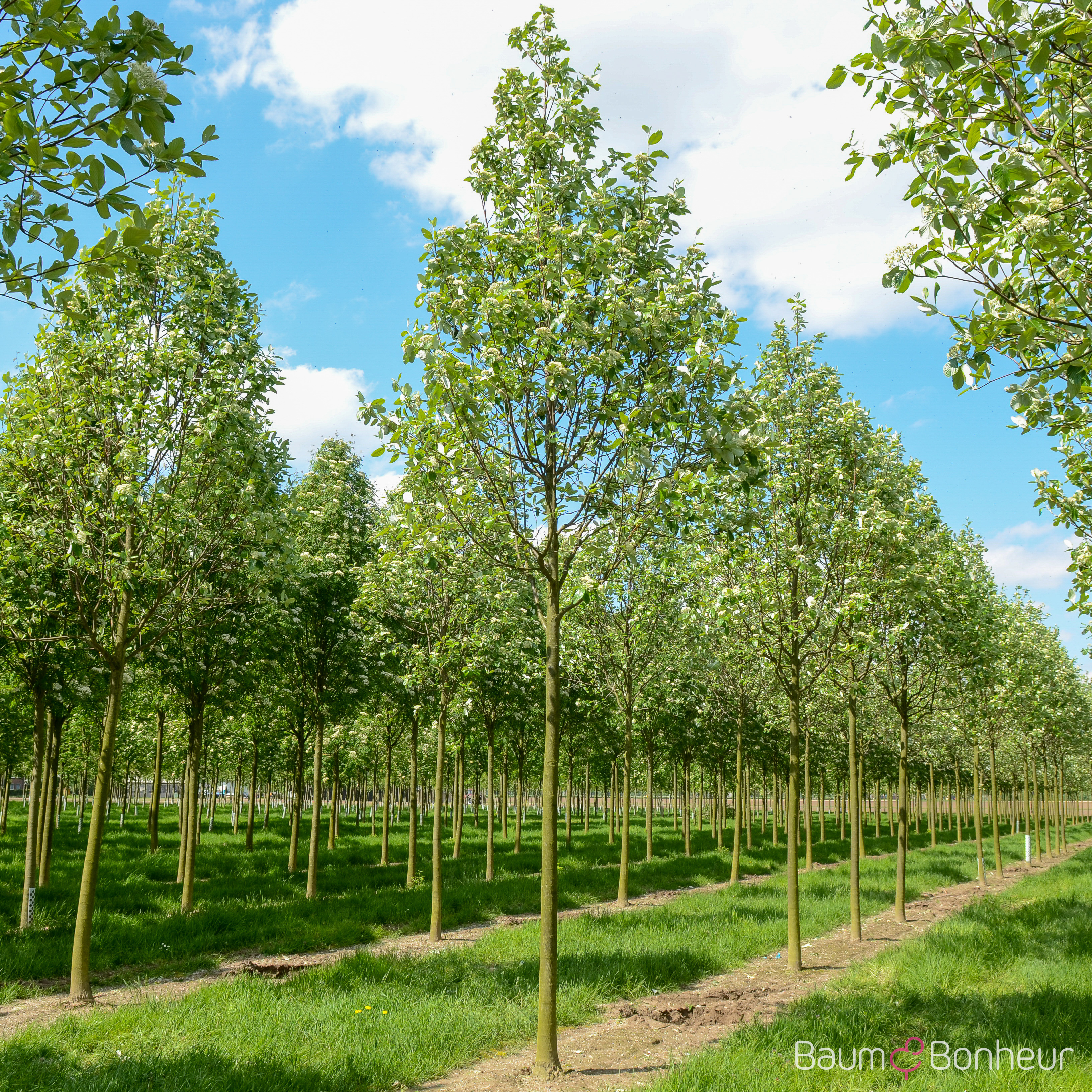 Sorbus aria