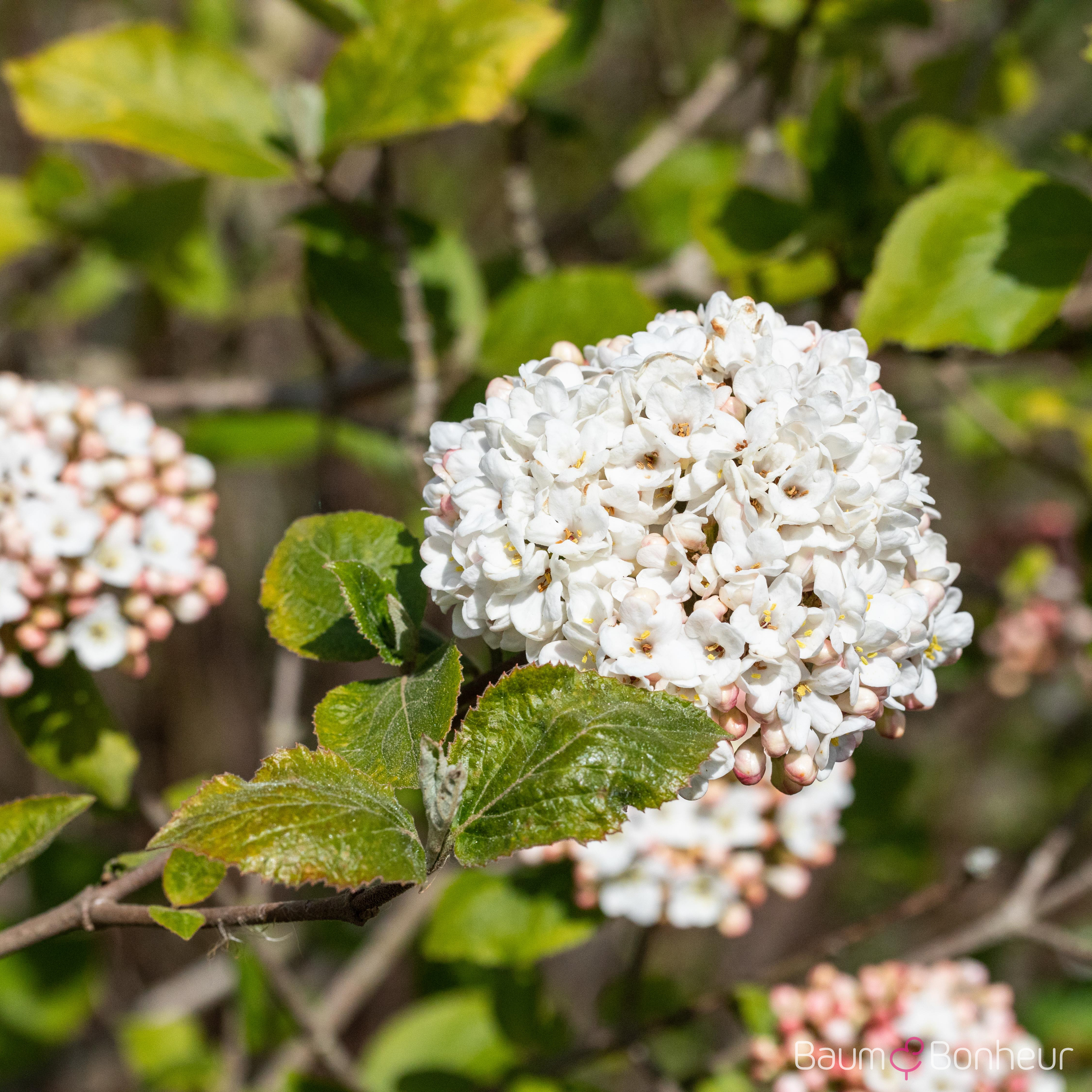 Viburnum carlcephalum