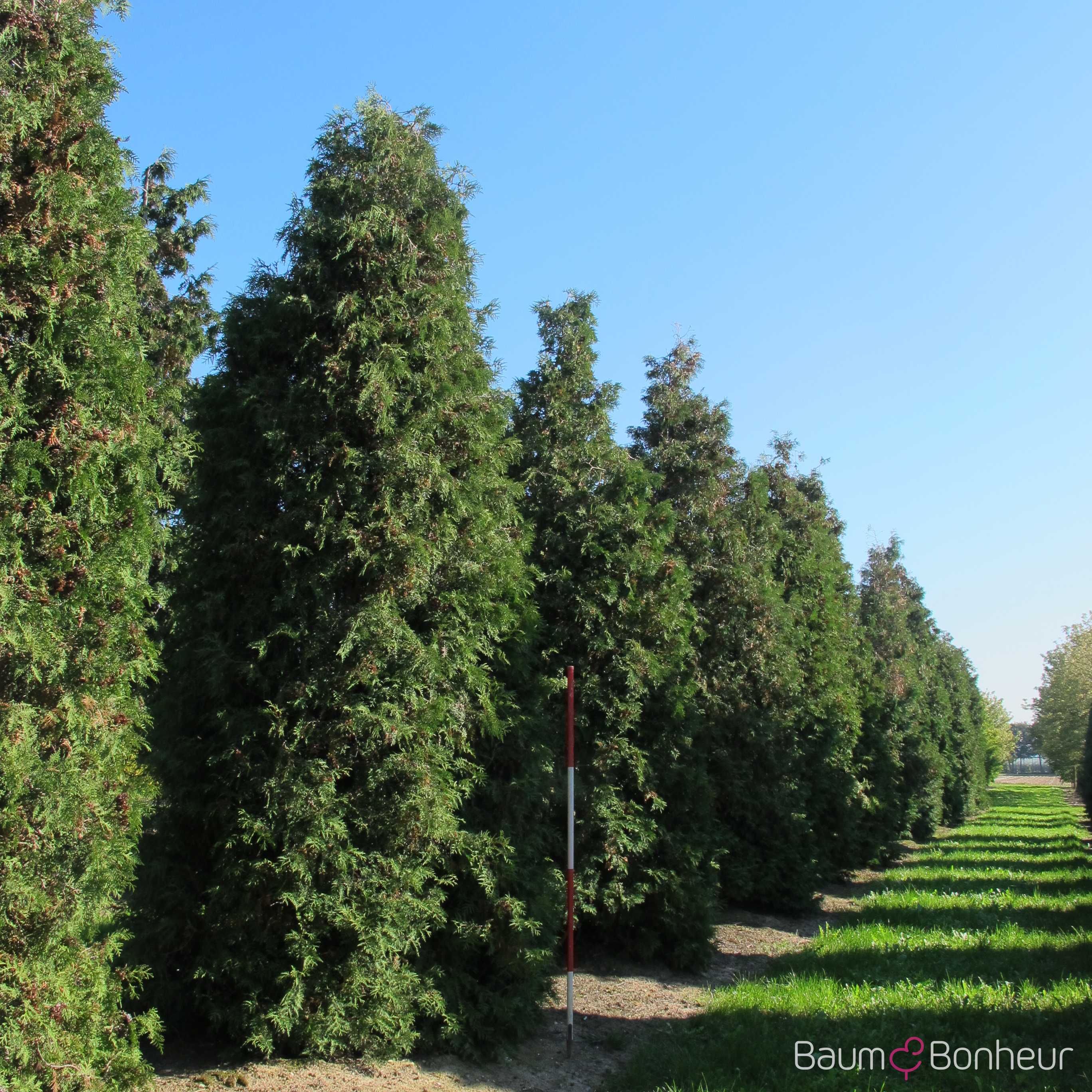 Thuja occidentalis