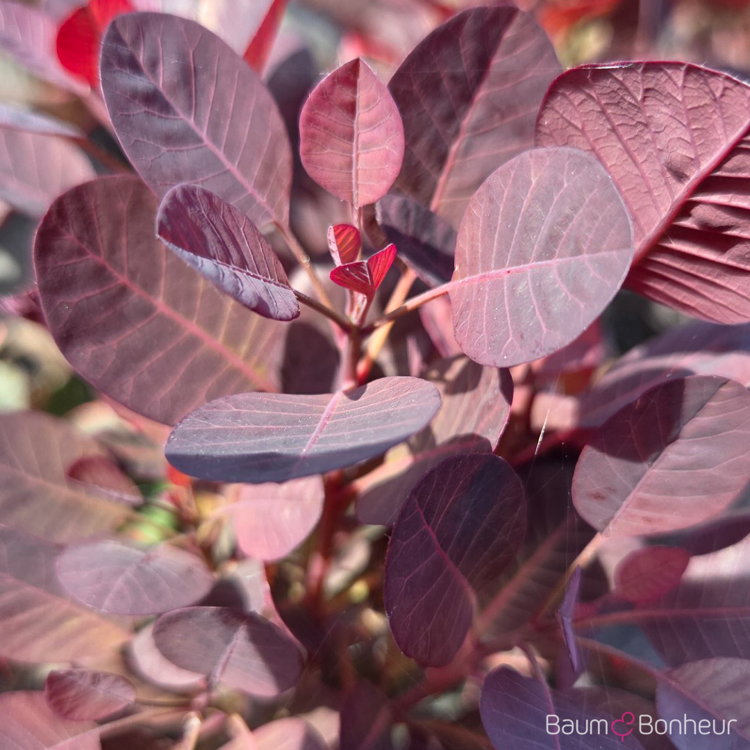 Cotinus coggygria 'Royal Purple'