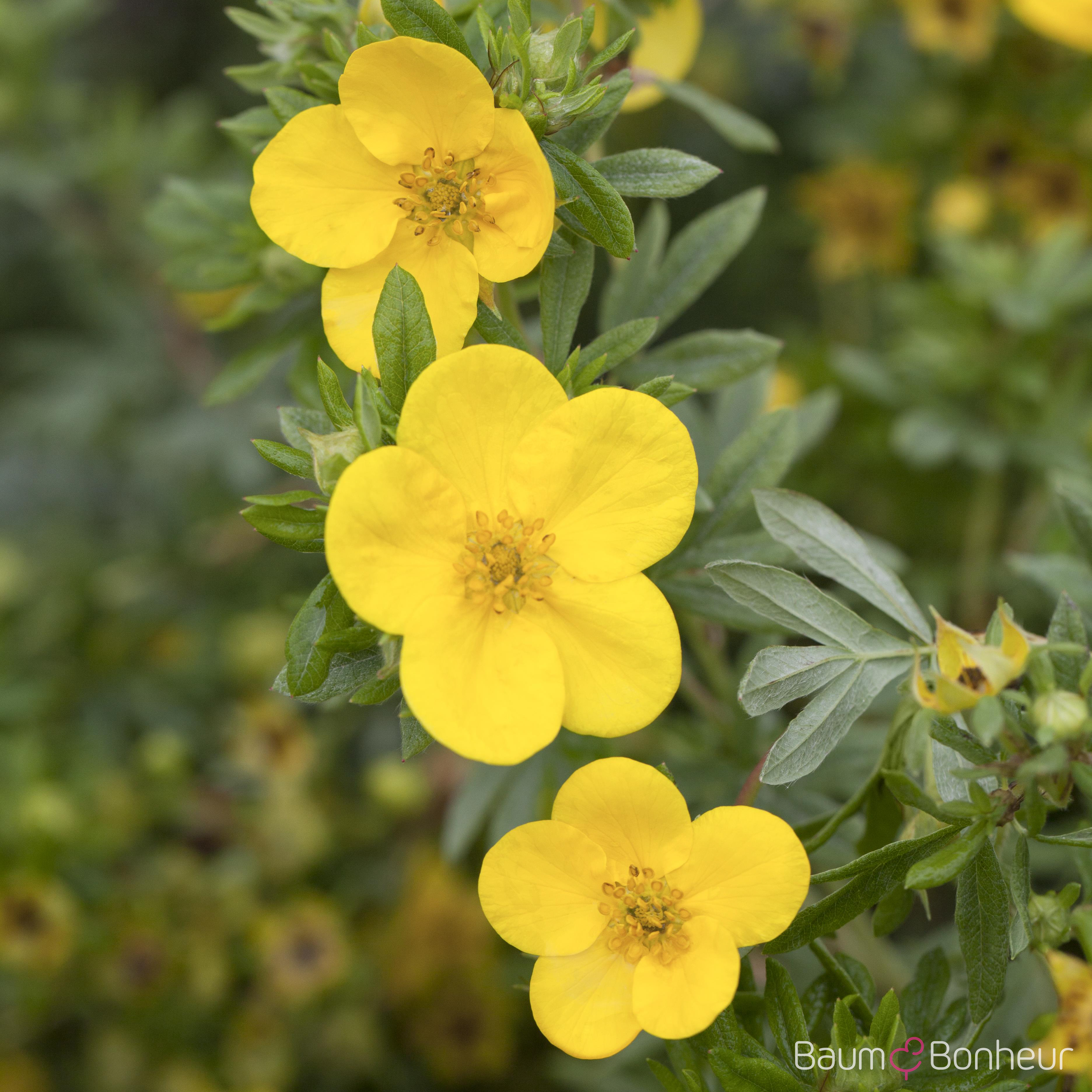 Potentilla fruticosa 'Goldstar'