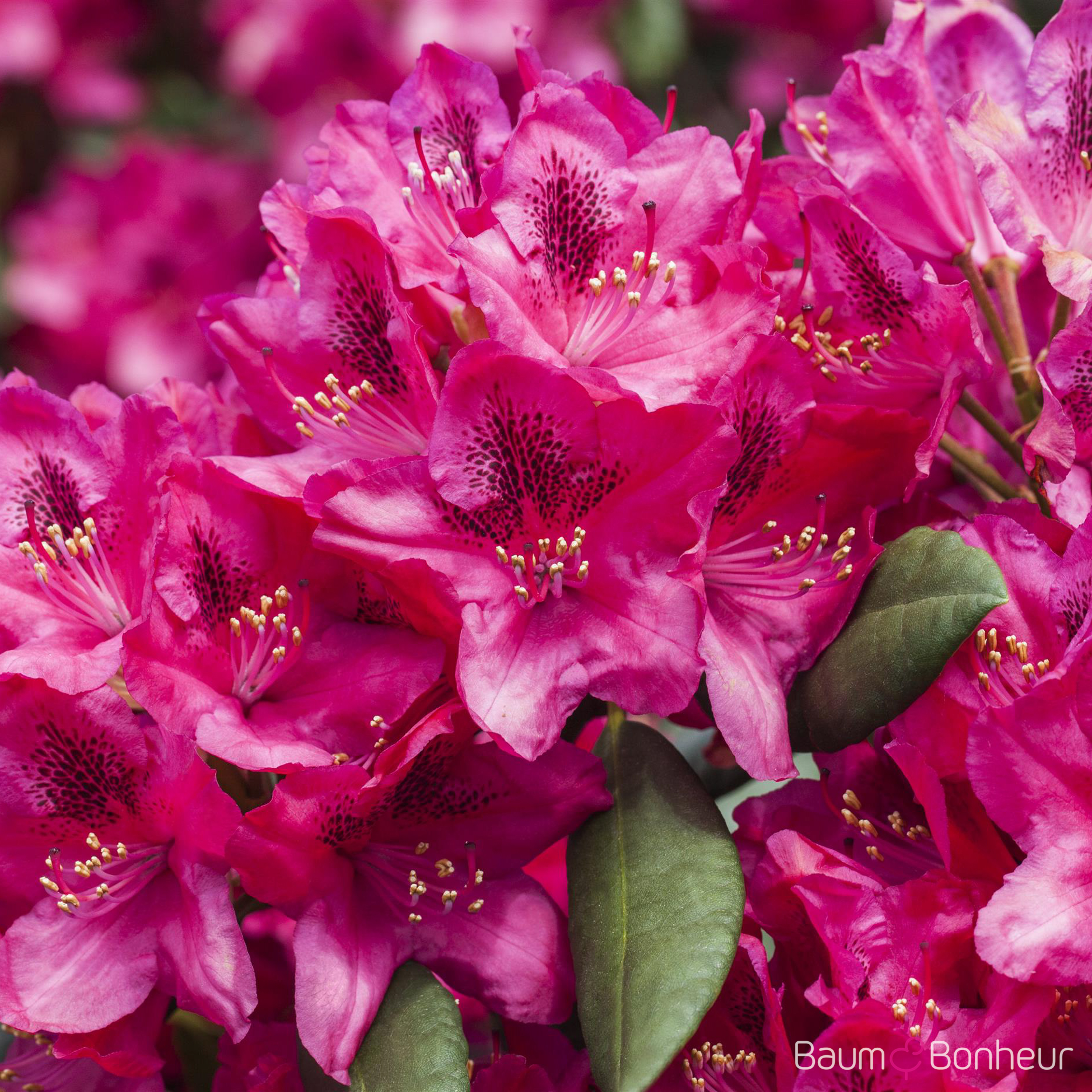 Rhododendron 'Erato'