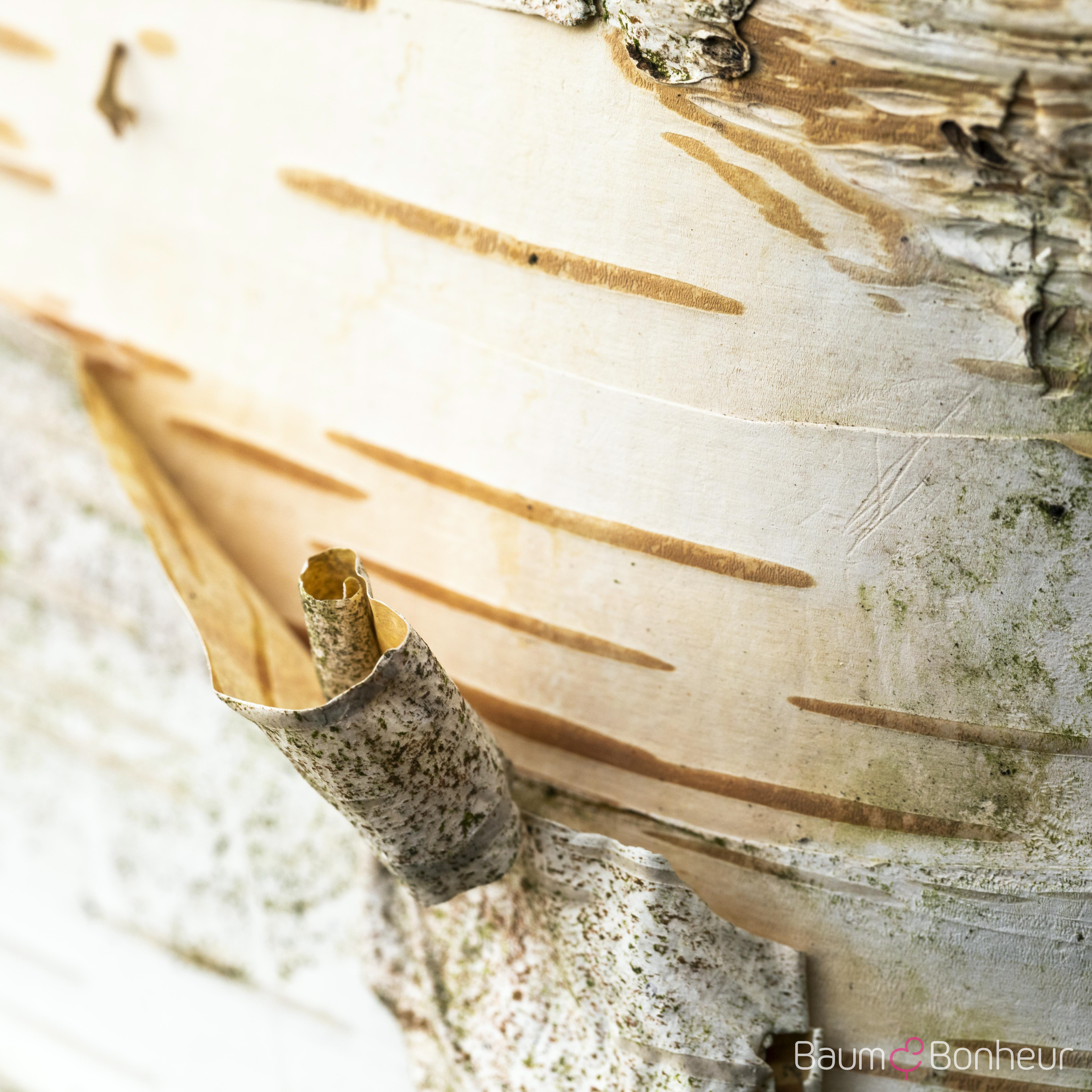 Betula papyrifera