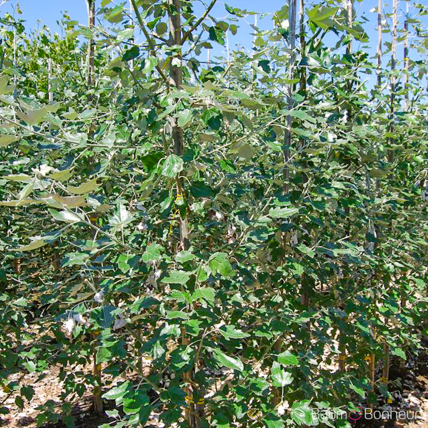 Populus alba