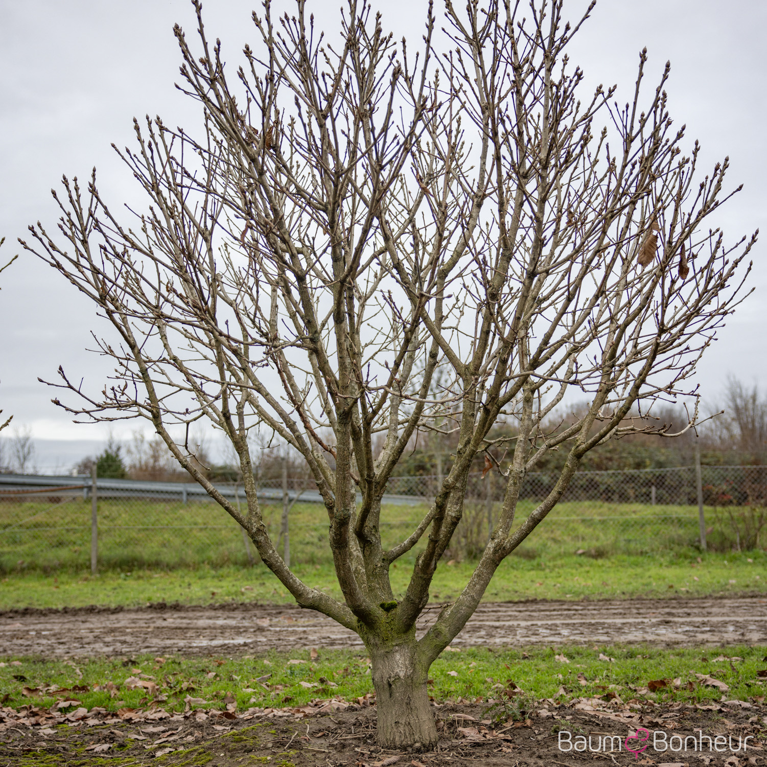 Quercus pontica