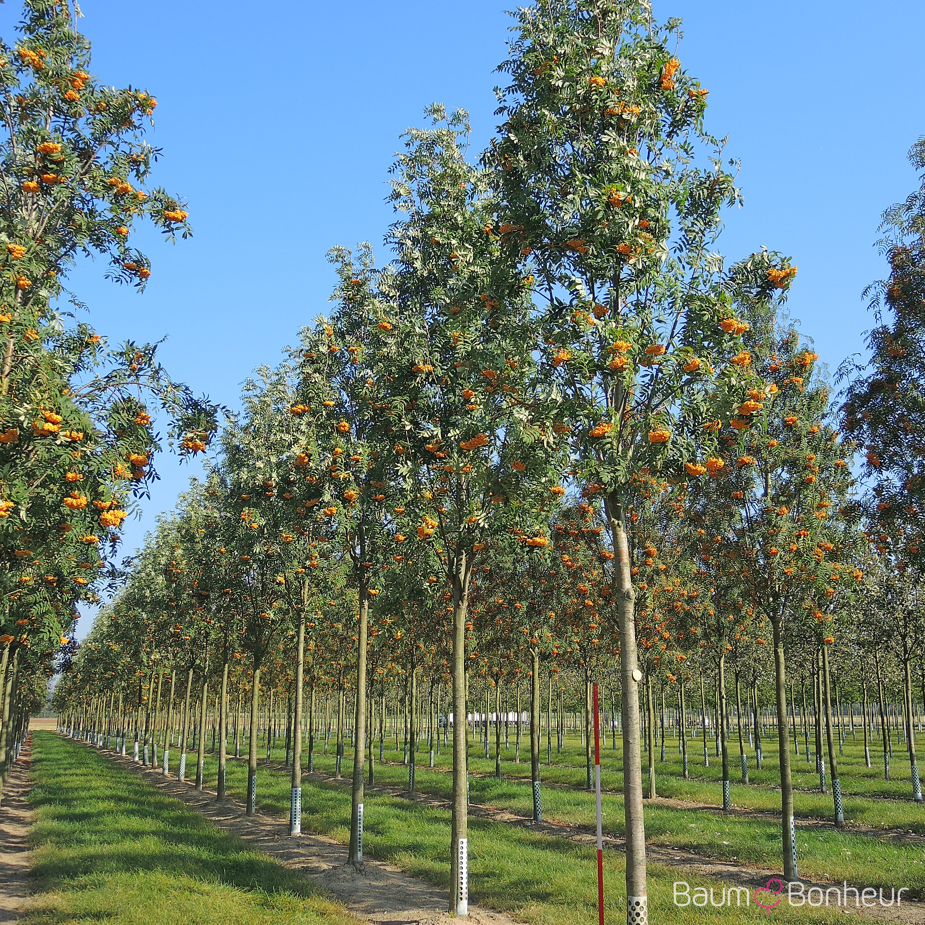 Sorbus arnoldiana 'Golden Wonder'
